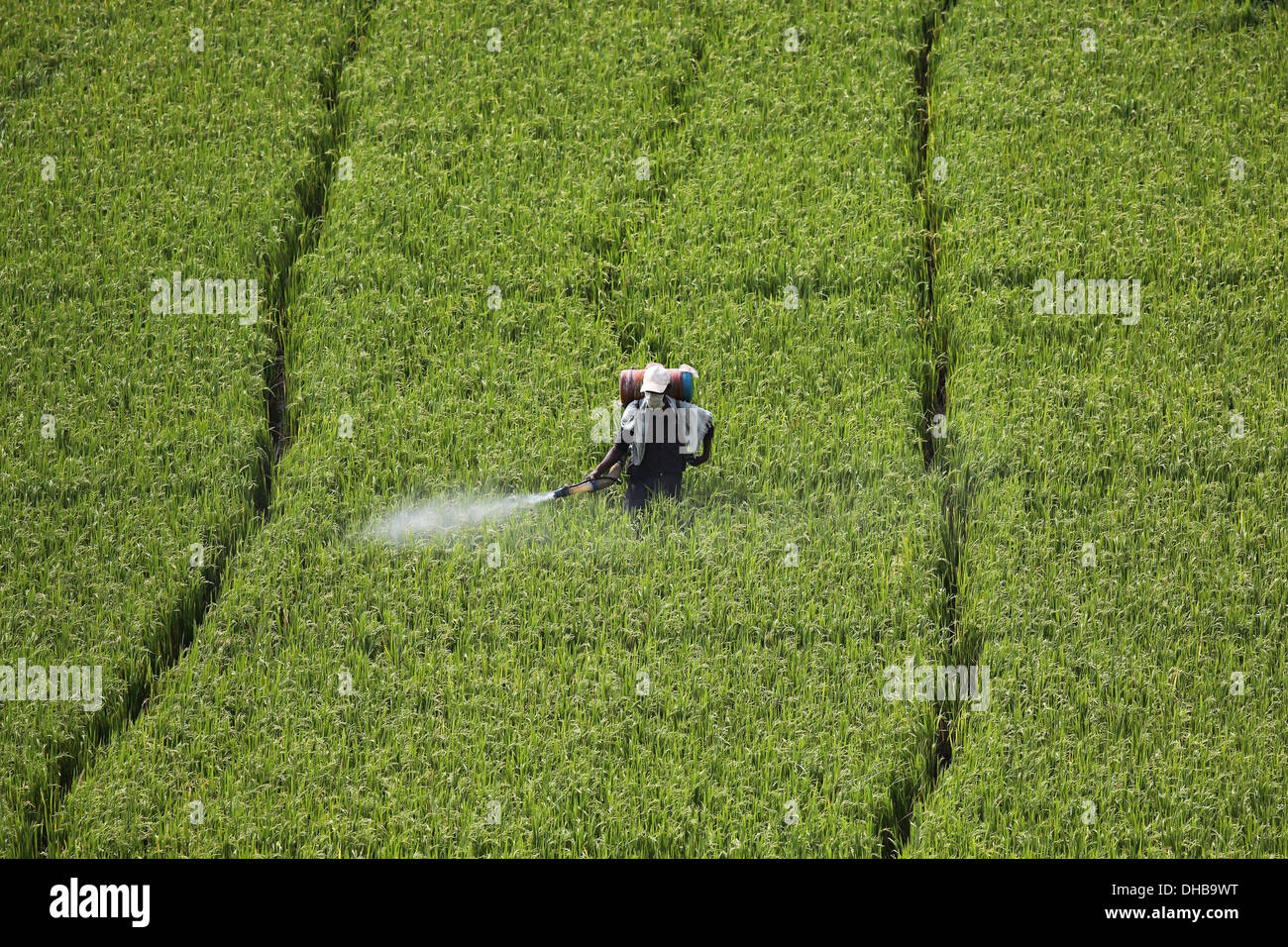 Indischen Bauern sprühen eines Reisfeldes mit Pestizid Andhra Pradesh in Indien Stockfoto
