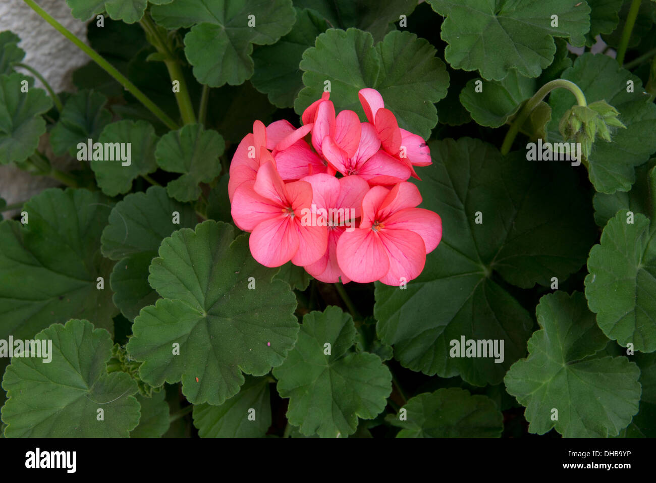Rosa blühenden Pelargonium Zonale Topfpflanze mit einheitlich grün Blätter Stockfoto