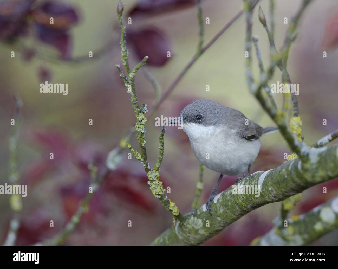 Lesser Whitethroat Sylvia Curruca, Deutschland, Europa Stockfoto