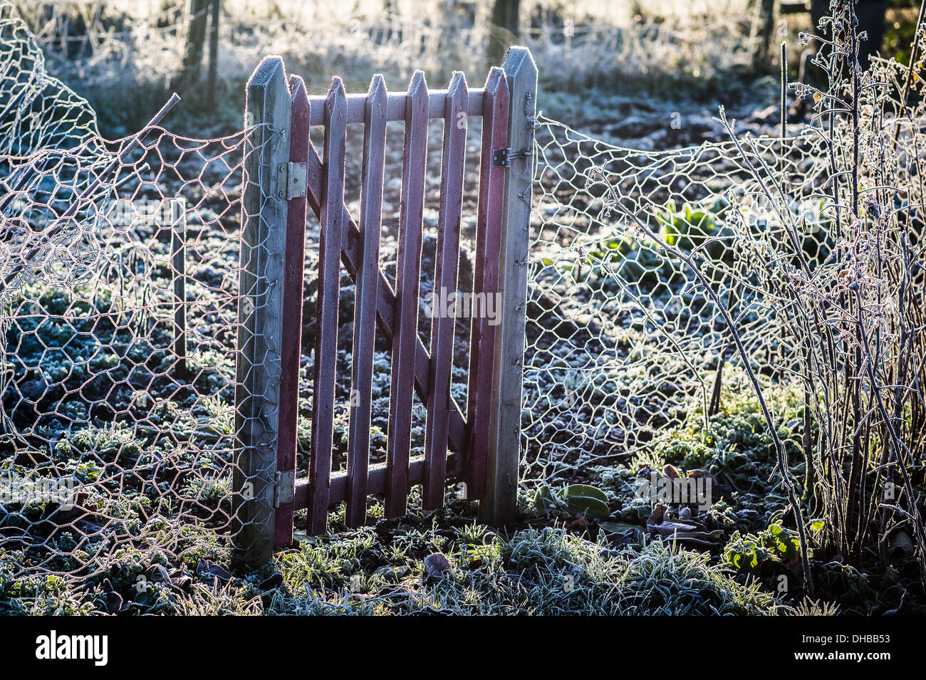 Frost auf hölzerne Gartentor Gemüse Gehäuse in UK Stockfoto