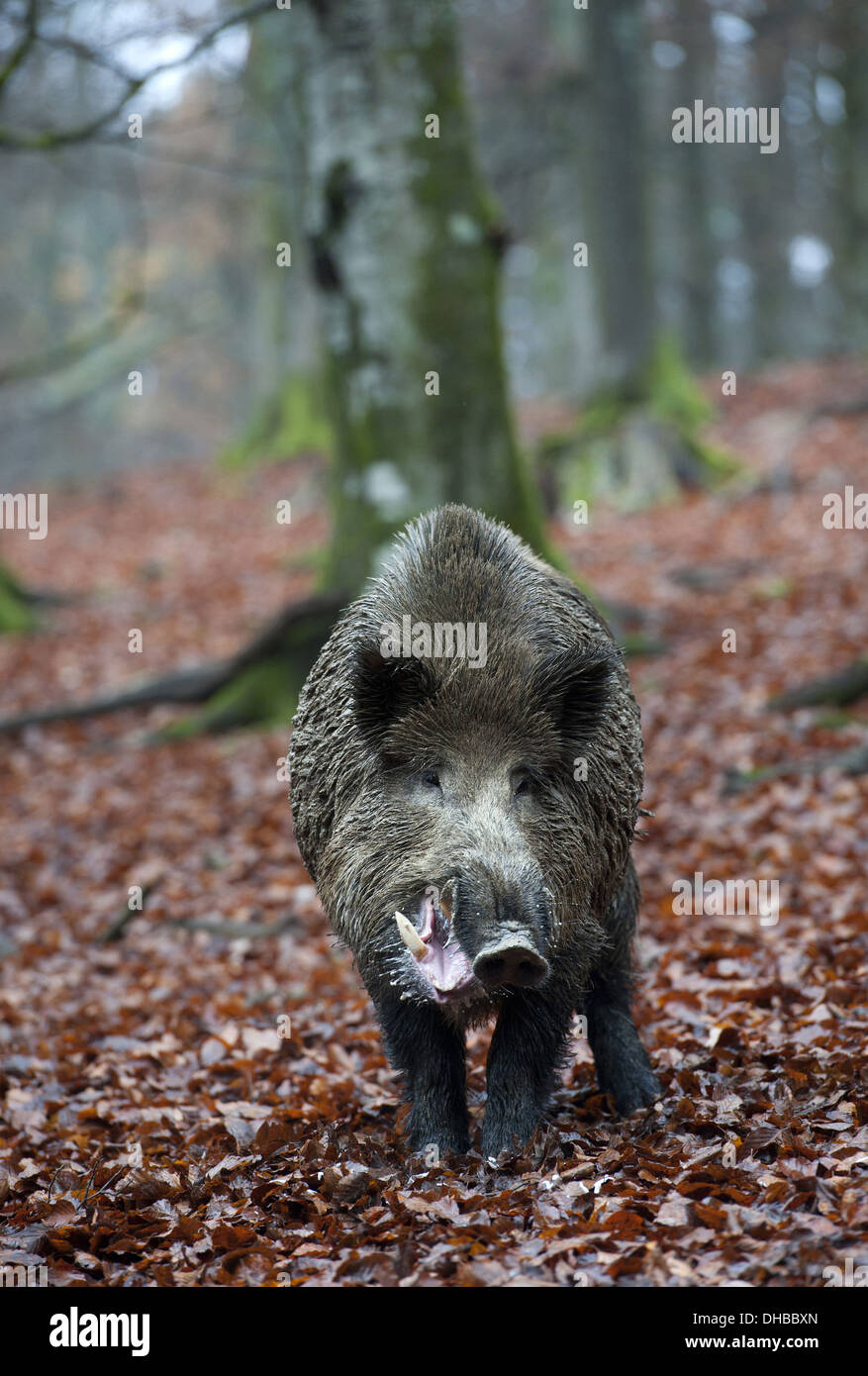 Wildschwein in einem Baum Buchenwald, Sus Scrofa, Deutschland, Europa Stockfoto
