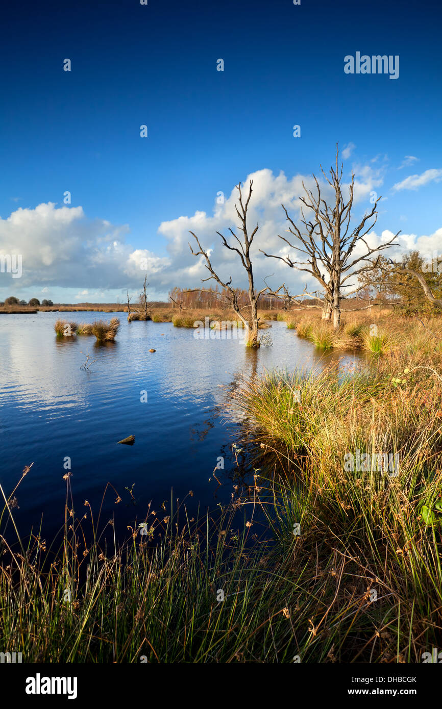 alten toten Bäumen im Moor Wasser über blauen Himmel Dwingelderveld, Drenthe, Niederlande Stockfoto