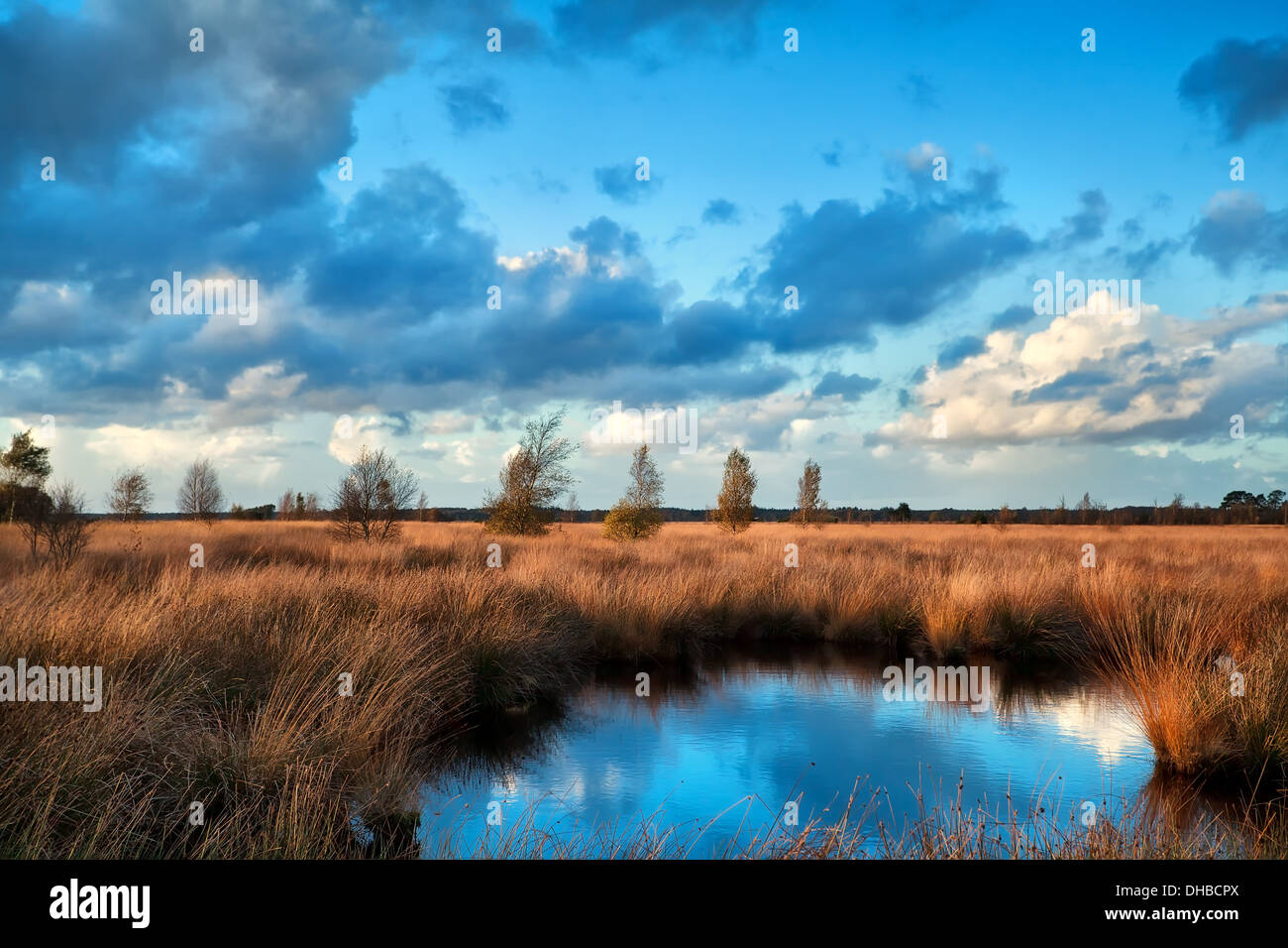 blaue Himmel spiegelt sich im Moor Wasser und Gold Sonnenuntergang Sonnenlicht Dwingelderveld, Drenthe, Niederlande Stockfoto