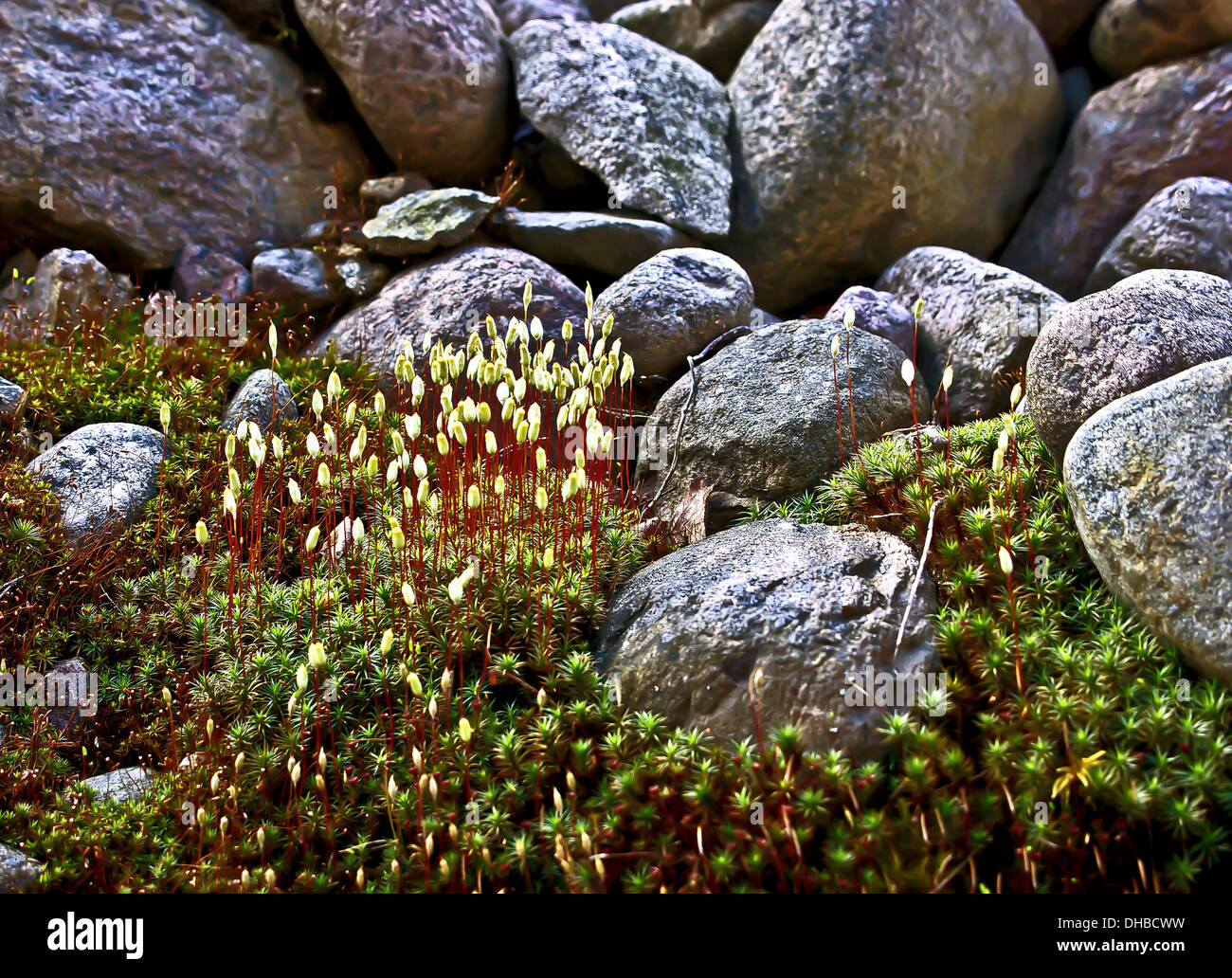 Wacholder Haircap Moos Polytrichum juniperinum Stockfoto