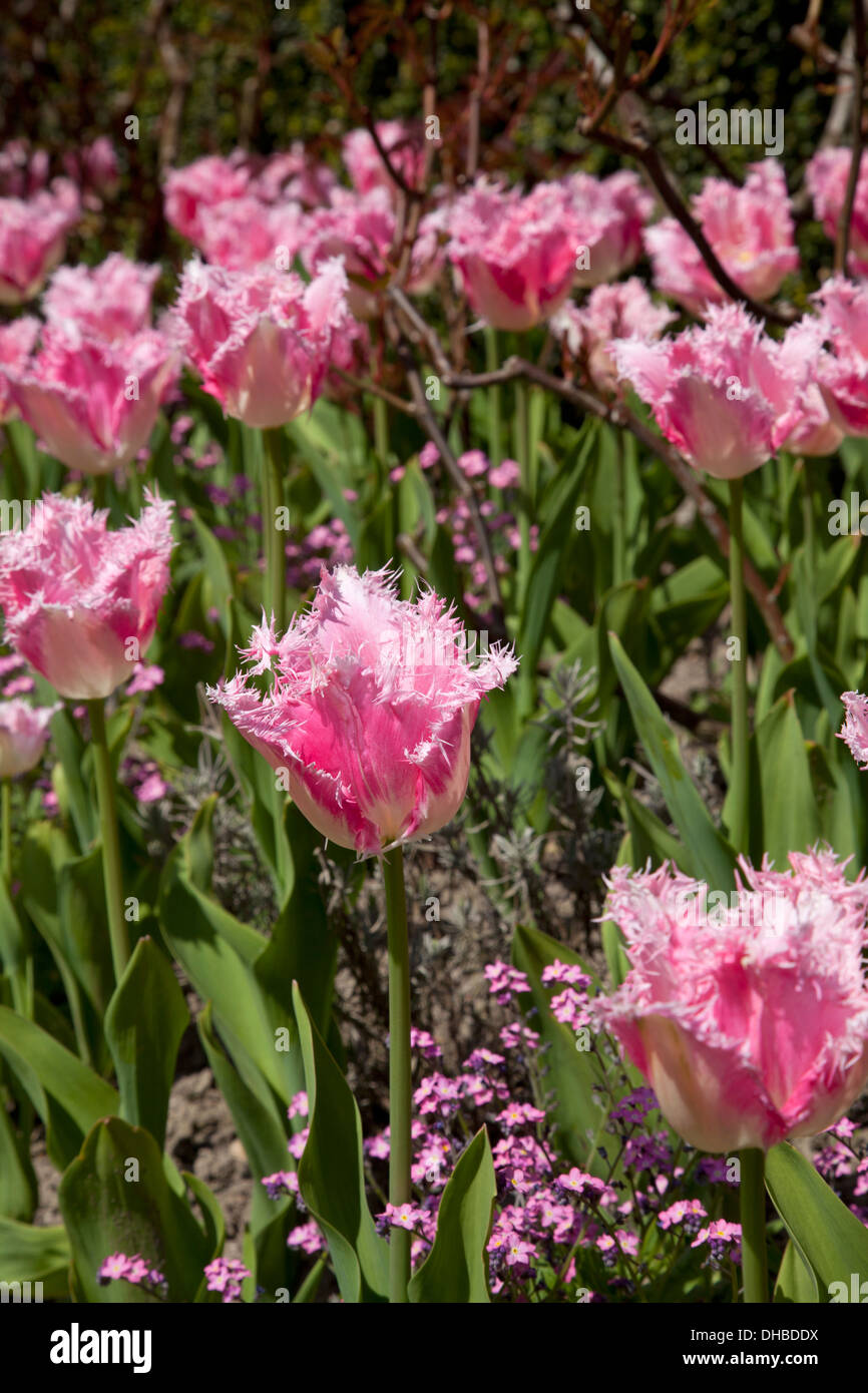 Rosa und weißen Fransen Tulpen im Garten Stockfoto