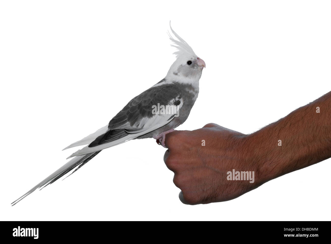 Zahmen Haustier Vogel Nymphensittich (Nymphicus Hollandicus) Papagei stehend auf einer Hand Whiteface Mutation isoliert auf weißem Hintergrund Stockfoto
