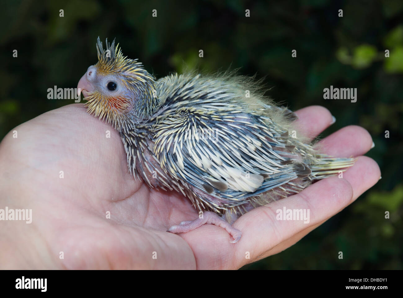 Ein Nymphensittich (Nymphicus Hollandicus) Babyvogel auf der hand Stockfoto