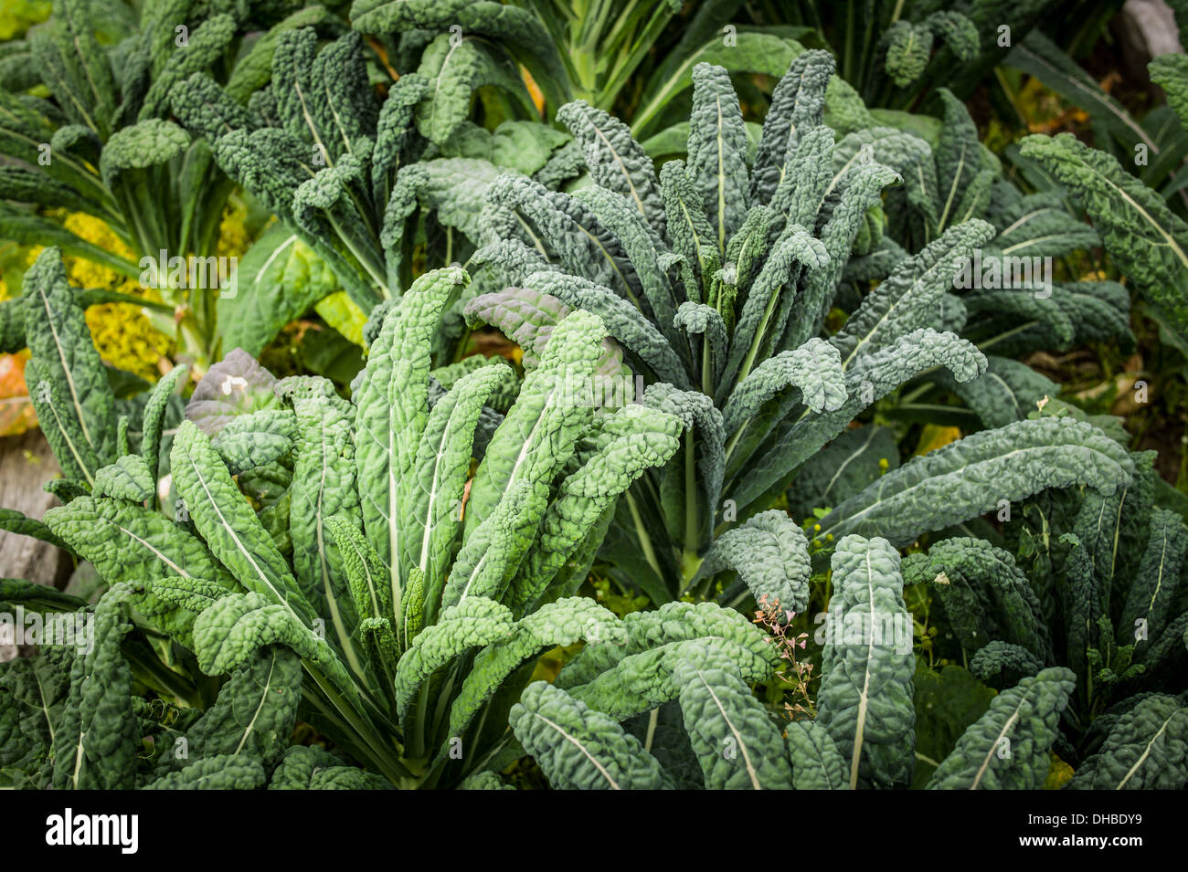 Grünes Blatt Gemüse Grünkohl Cavalo Nero UK August Stockfoto