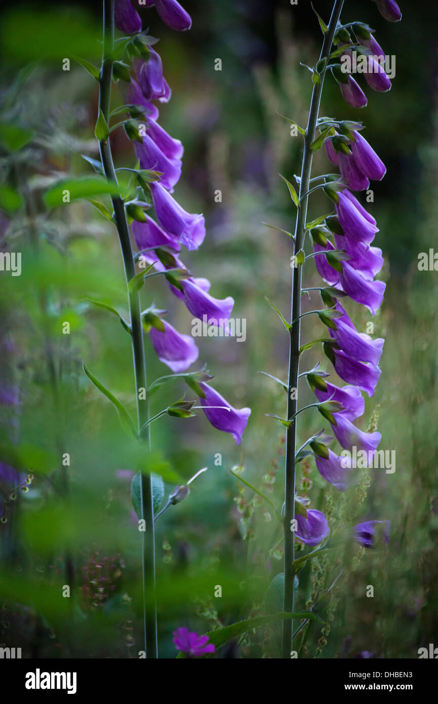 Fingerhut, Digitalis Purpurea, wächst in einem Garten im Freien. Stockfoto