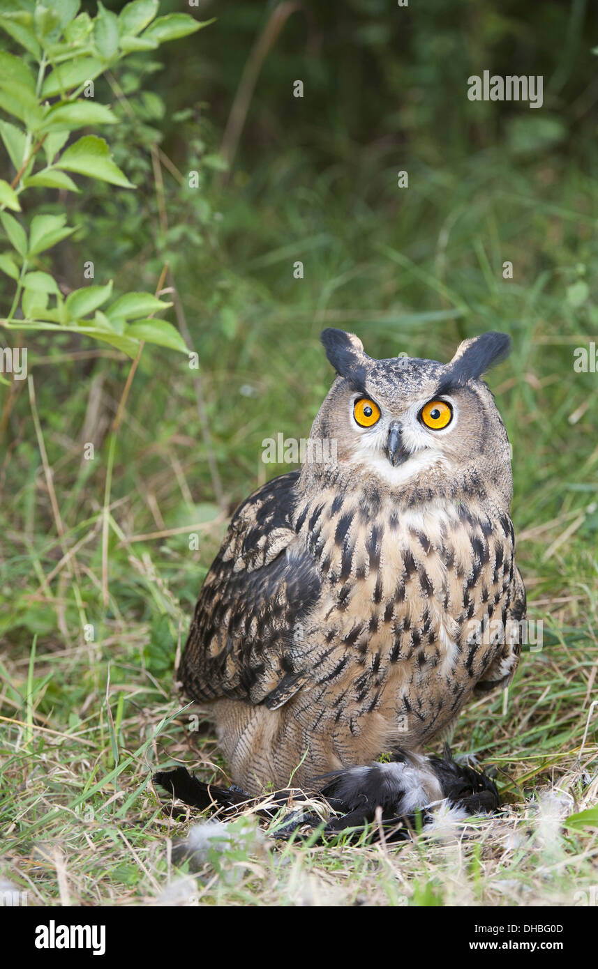 Eurasische Adler-Eule mit Beute am Boden, Bubo Bubo, Deutschland, Europa Stockfoto