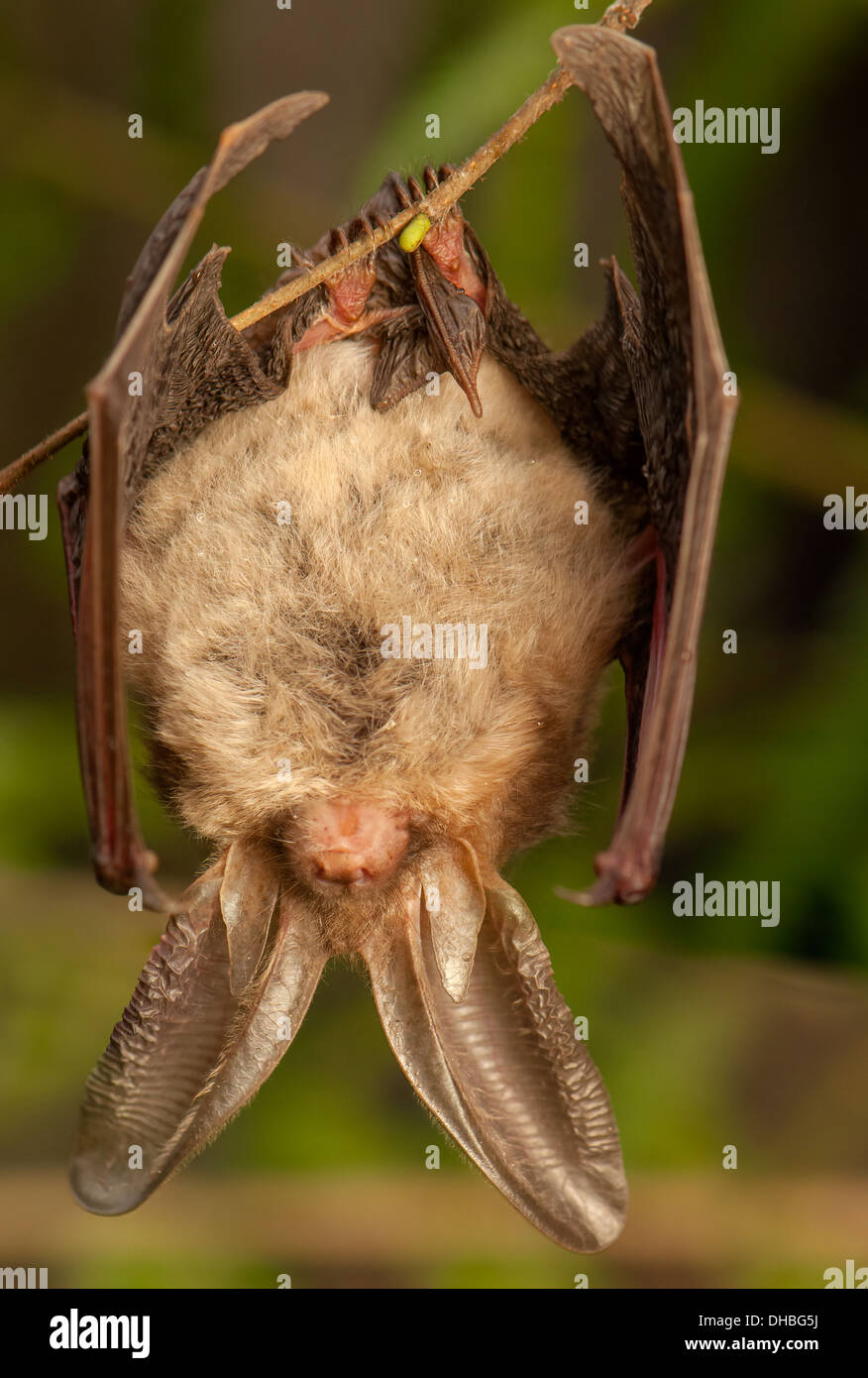 Langohrfledermäuse auritus Stockfoto