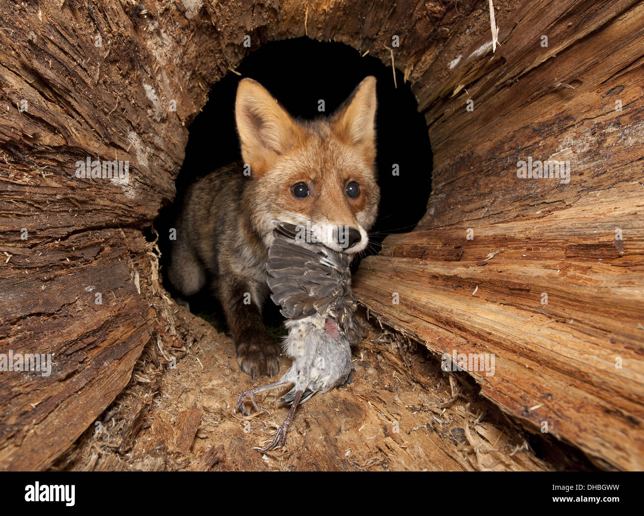 Rote Füchse Fuchs Rotfuchs Füchse Vulpes Vulpes Deutschland Europa Tier wilde Räuber Räuber Fleischfresser Raubtiere Säugetier Beute Stockfoto