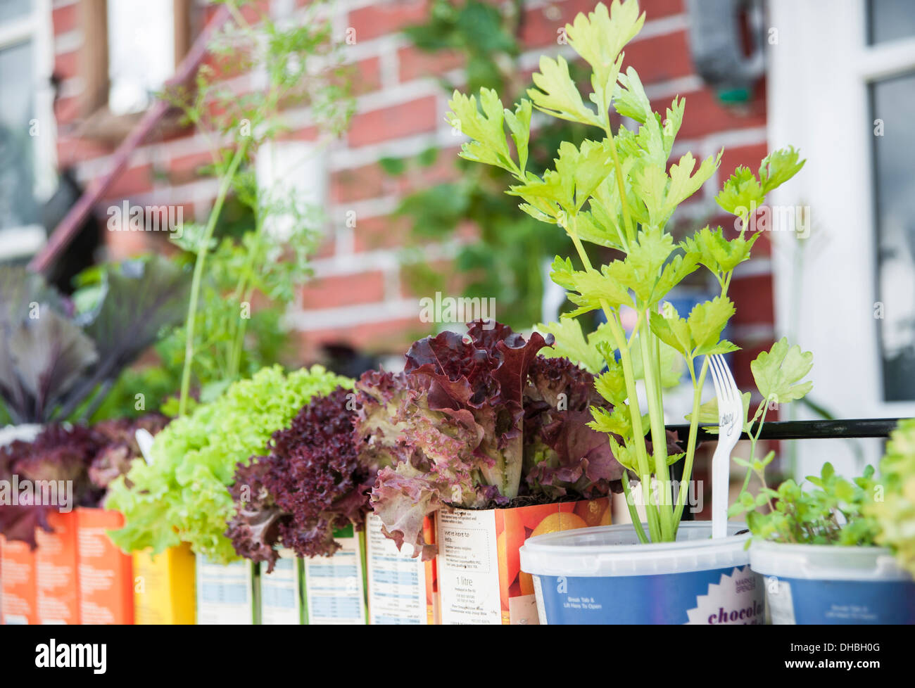 Sellerie auch Graveolens Sorte mit Kopfsalat Lactuca Sativa 'Lollo Rosso' in Hampton Court 2009 wachsen. Wachstum des Kapitals Stockfoto