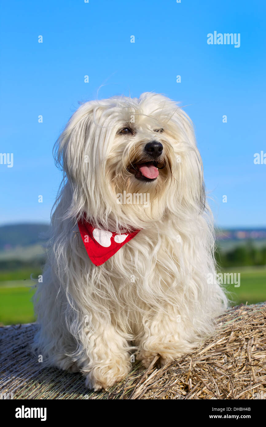 Eine kleine nasse lange Haare Hund sitzt auf einer Freilichtbühne in