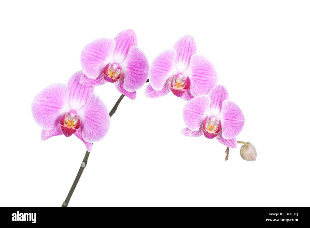 Rosa Phalaenopsis Orchidee isoliert auf weißem Hintergrund mit geringen Schärfentiefe. Stockfoto