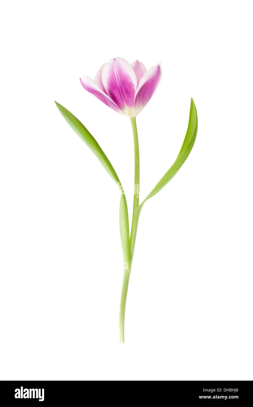 Nahaufnahme eines einzigen Tulpe Blume isoliert auf weißem Hintergrund mit geringen Schärfentiefe. Stockfoto
