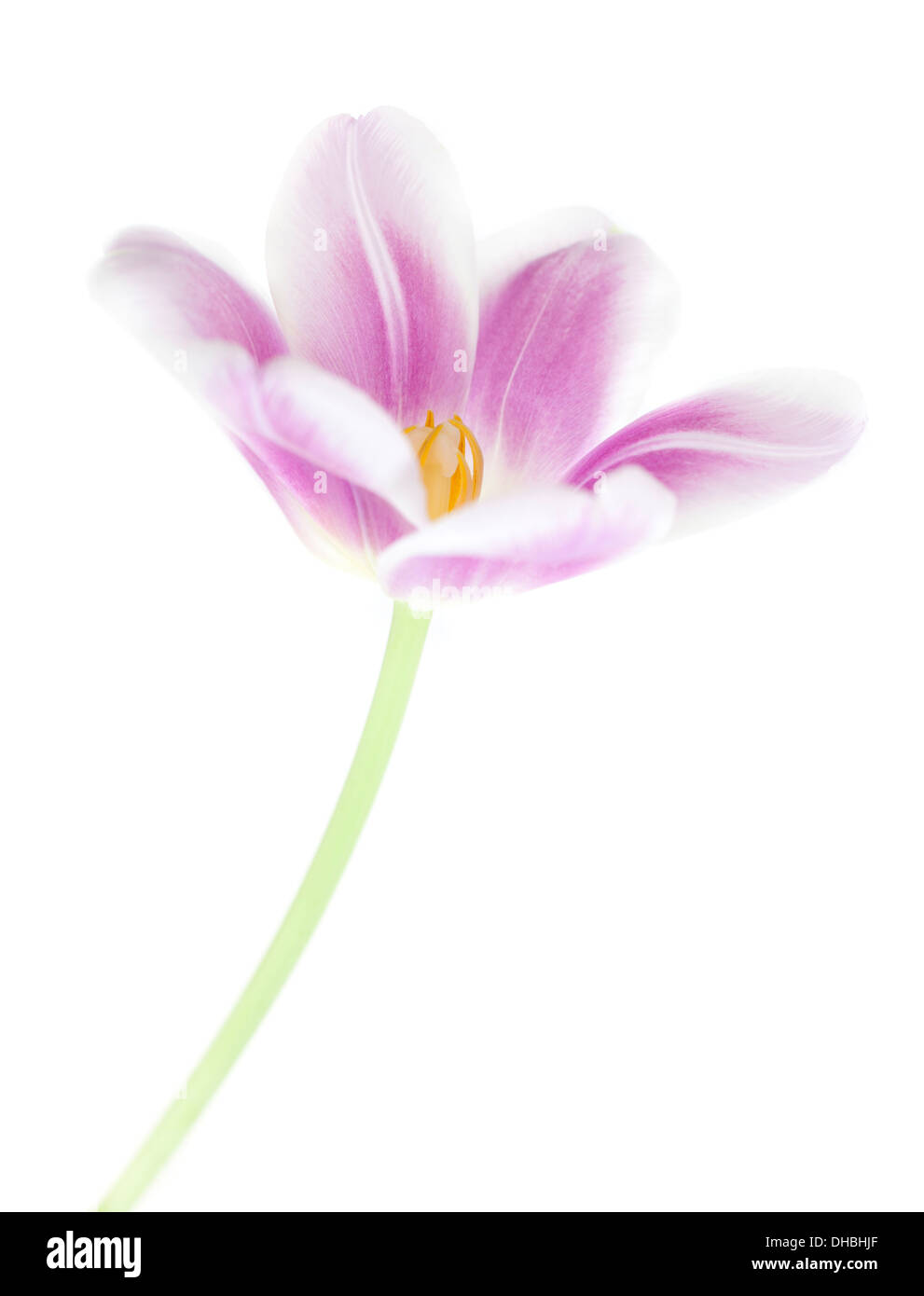 Nahaufnahme eines einzigen Tulpe Blume isoliert auf weißem Hintergrund mit geringen Schärfentiefe. Stockfoto