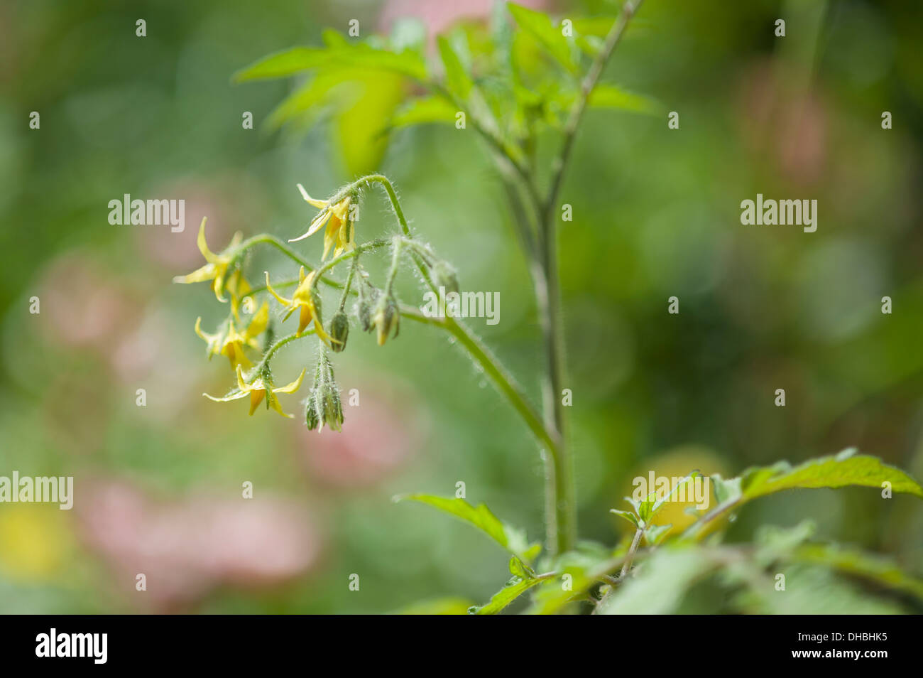 Tomate, Lycopersicon Esculentum 'Gelbe Pflaume'. Gelben Blüten und Laub der Tomatenpflanze wächst. Stockfoto