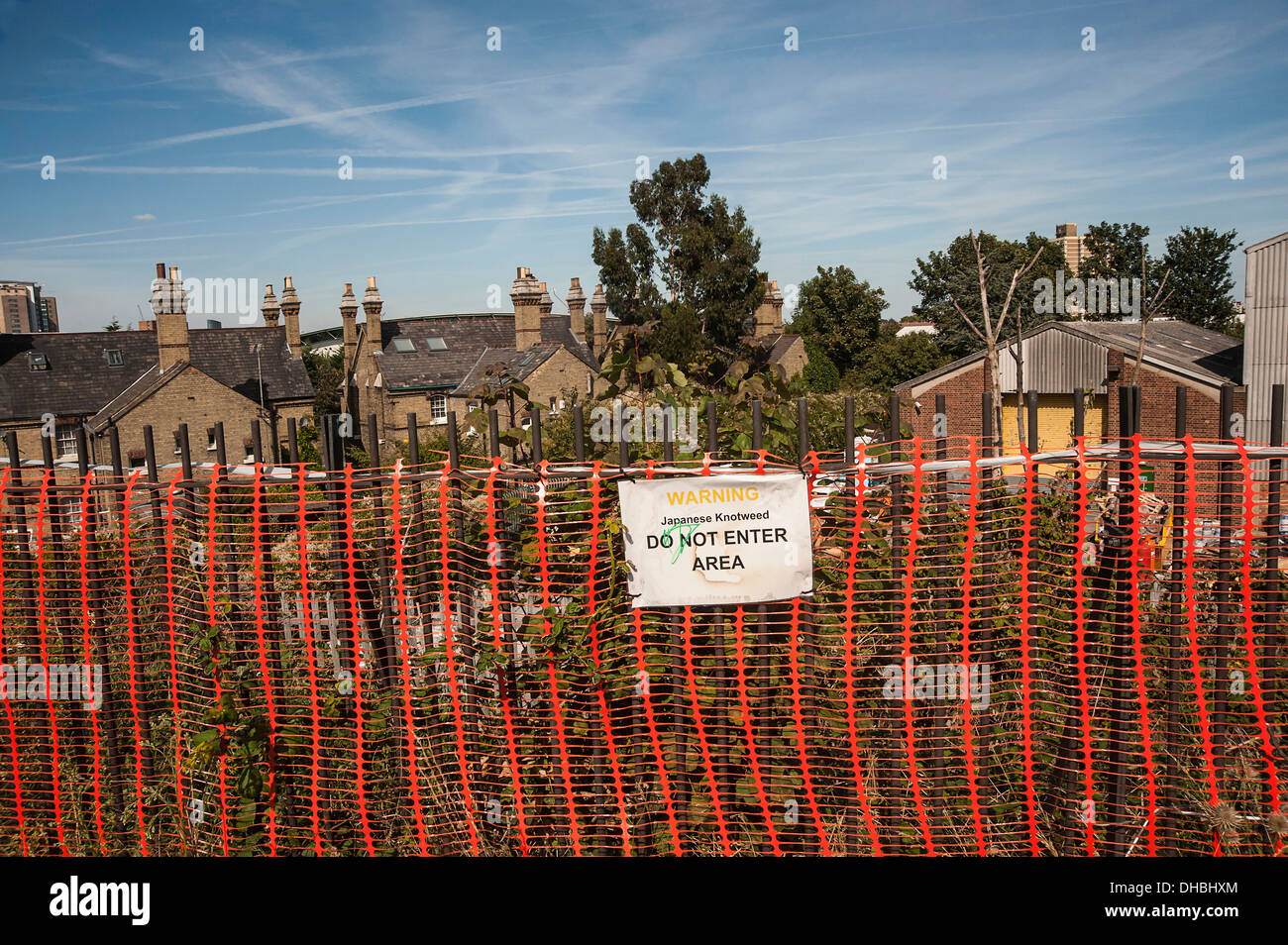 Japanischer Staudenknöterich Fallopia Japonica hinter einem roten Plastice Barier Zaun sagen "Geben Sie nicht" in einem Vorort von East London. Stockfoto