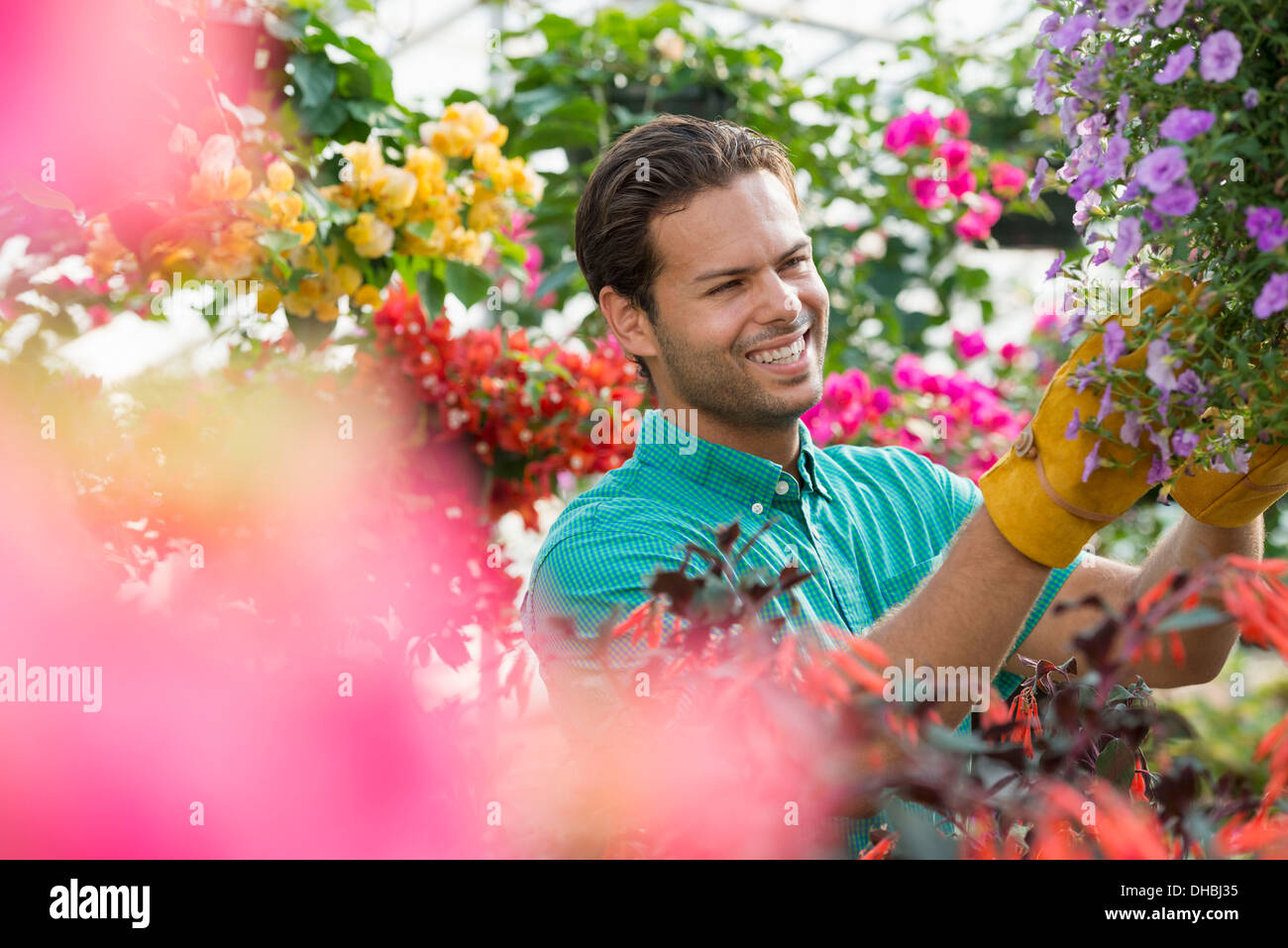 Ein Gewächshaus in einer Gärtnerei Bio Blumen zu wachsen. Mann arbeiten, Überprüfung und Pflege von Blumen. Stockfoto