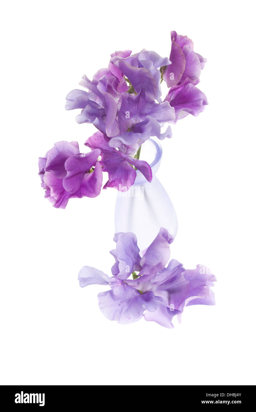 Kleine Vase von Purple Sweet Pea Glasblumen isoliert auf weißem Hintergrund. Stockfoto