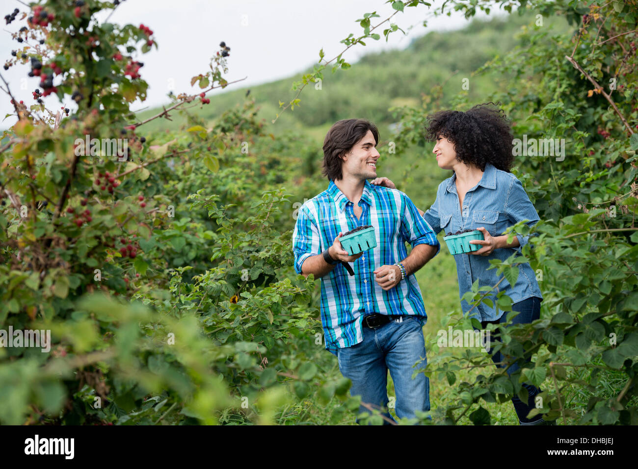 Wenn man auf einem Bio-Bauernhof Blackberry Früchte pflückt. Ein paar unter den Büschen Obst. Stockfoto