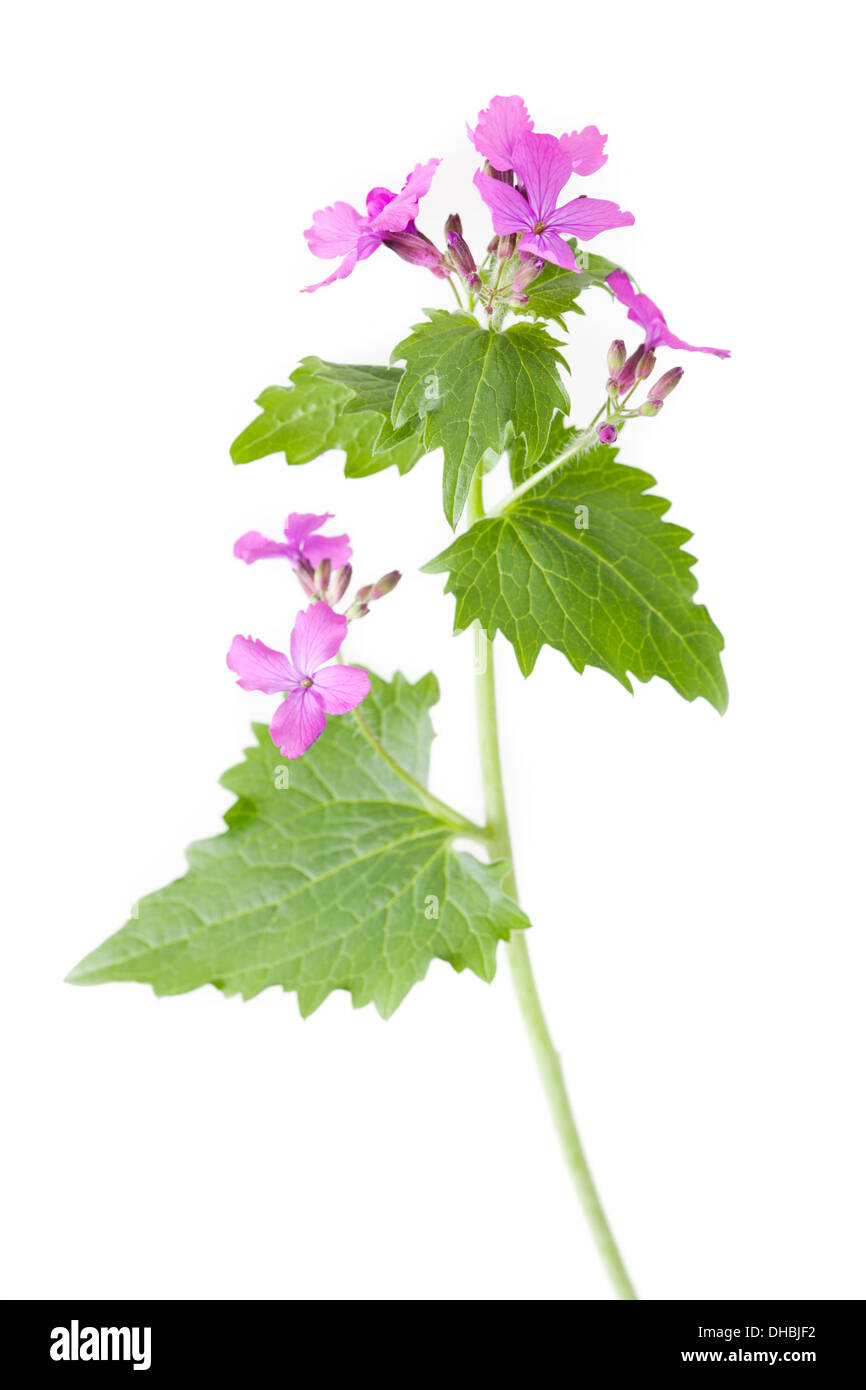 Ehrlichkeit Lunaria Annua Blume isoliert auf weißem Hintergrund mit geringen Schärfentiefe Stockfoto