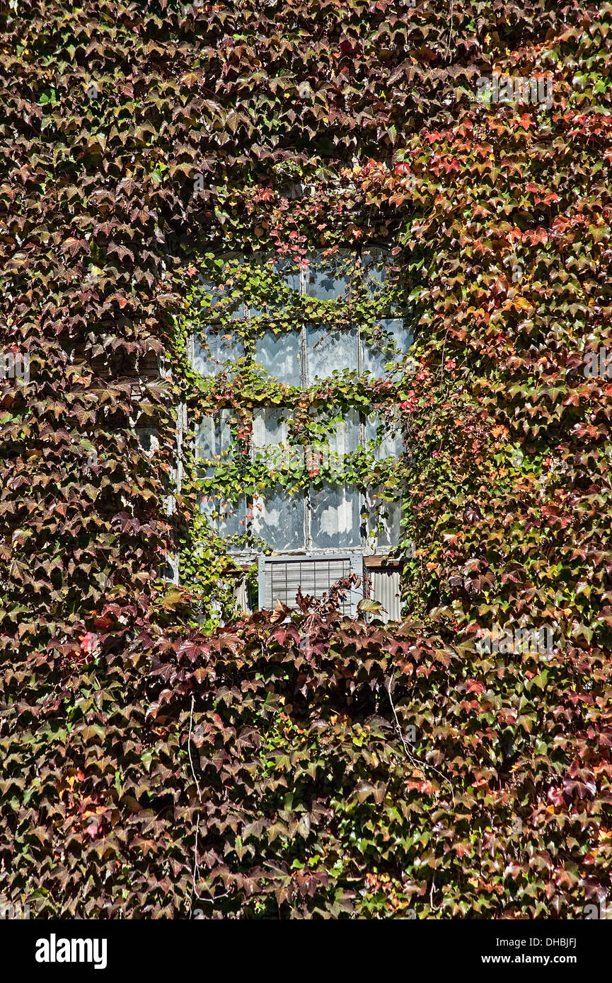 Boston-Efeu Parthenocissus Tricuspidata wächst in einer baufälligen Fenster und Klimaanlage Einheit auf einer New York-Wohnung Stockfoto