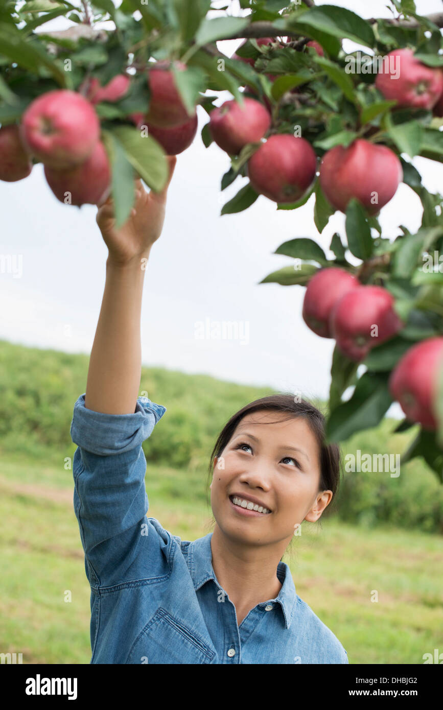 Ein Bio-Apfel-Baum-Obstgarten. Eine Frau, die reifen roten Äpfel zu pflücken. Stockfoto