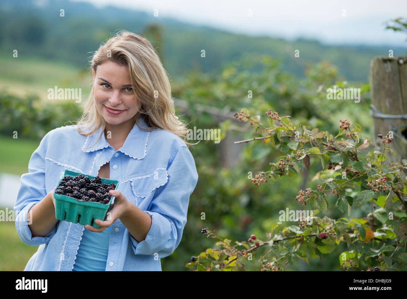Wenn man auf einem Bio-Bauernhof Blackberry Früchte pflückt. Eine Frau hält eine volle Körbchen glänzende Beeren. Stockfoto