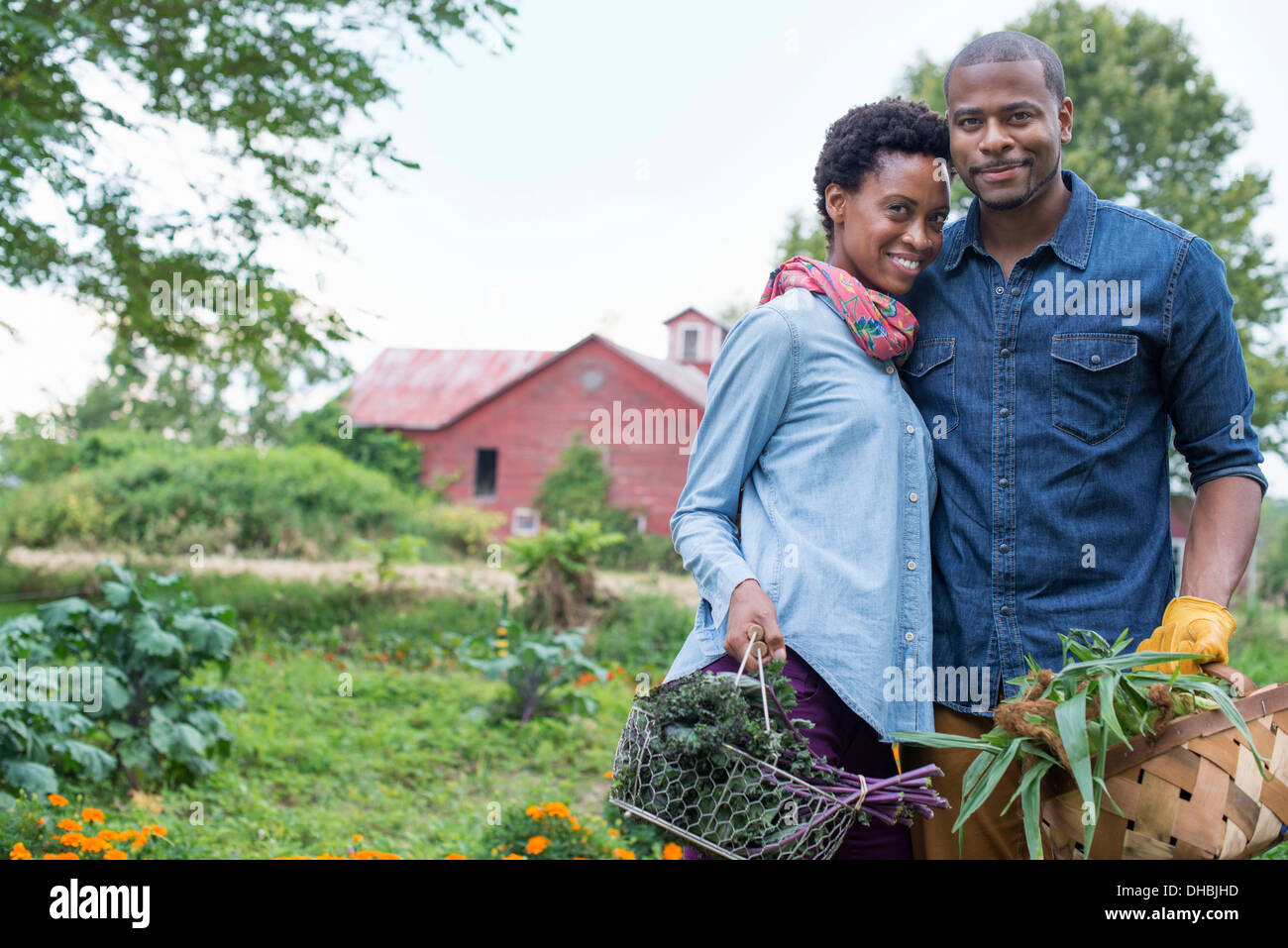 Ein Bio-Gemüsegarten auf einem Bauernhof. Ein paar tragen Körbe mit frisch geernteten Mais Maiskolben und grünes Blattgemüse. Stockfoto