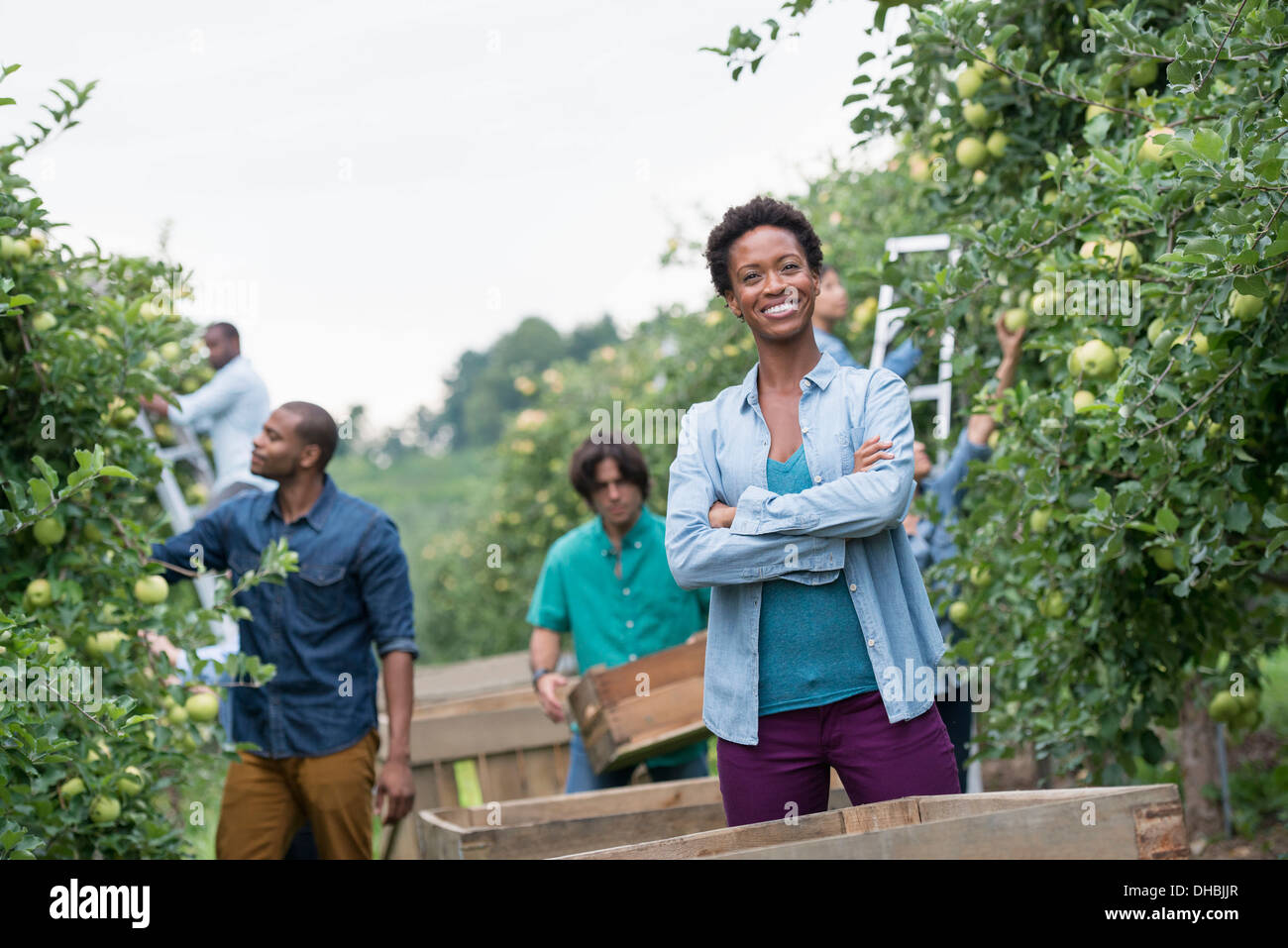 Einem organischen Obstgarten auf einem Bauernhof. Eine Gruppe von Menschen, die grüne Äpfel von den Bäumen pflücken. Stockfoto