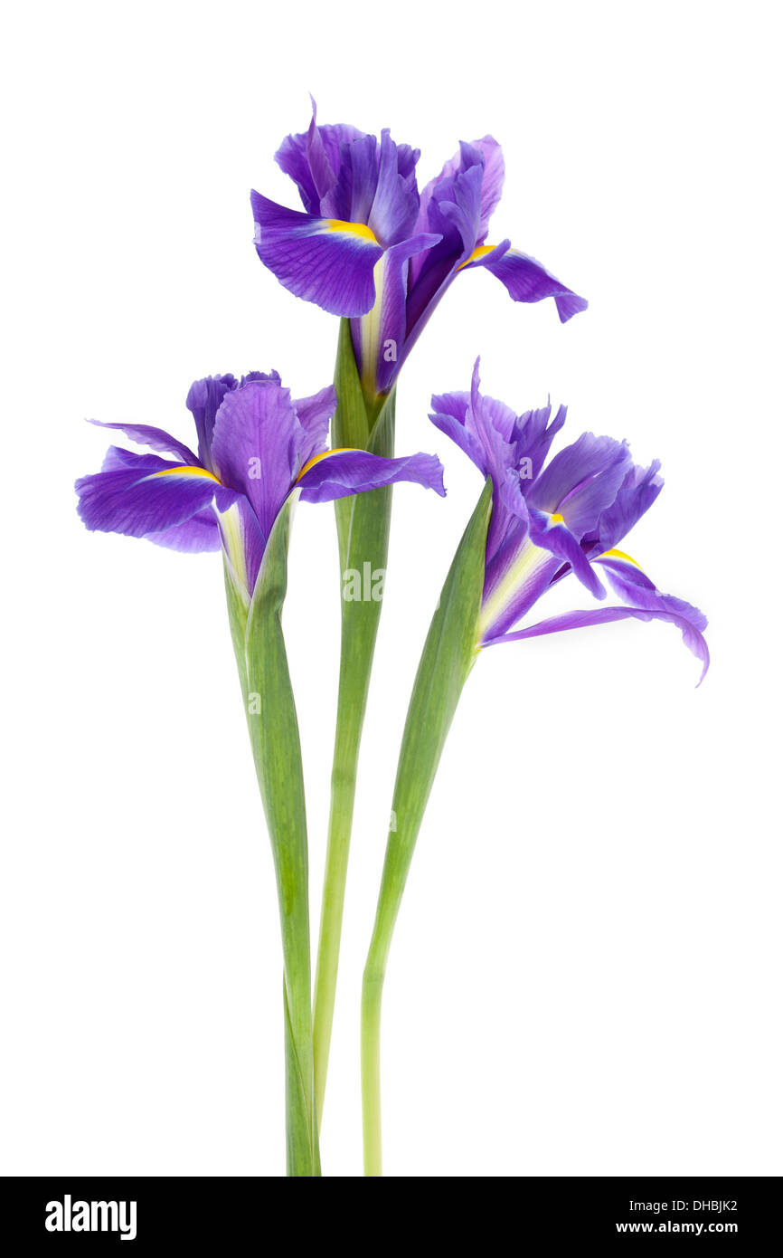 Holländische Iris Blumen isoliert auf weißem Hintergrund mit geringen Schärfentiefe. Stockfoto