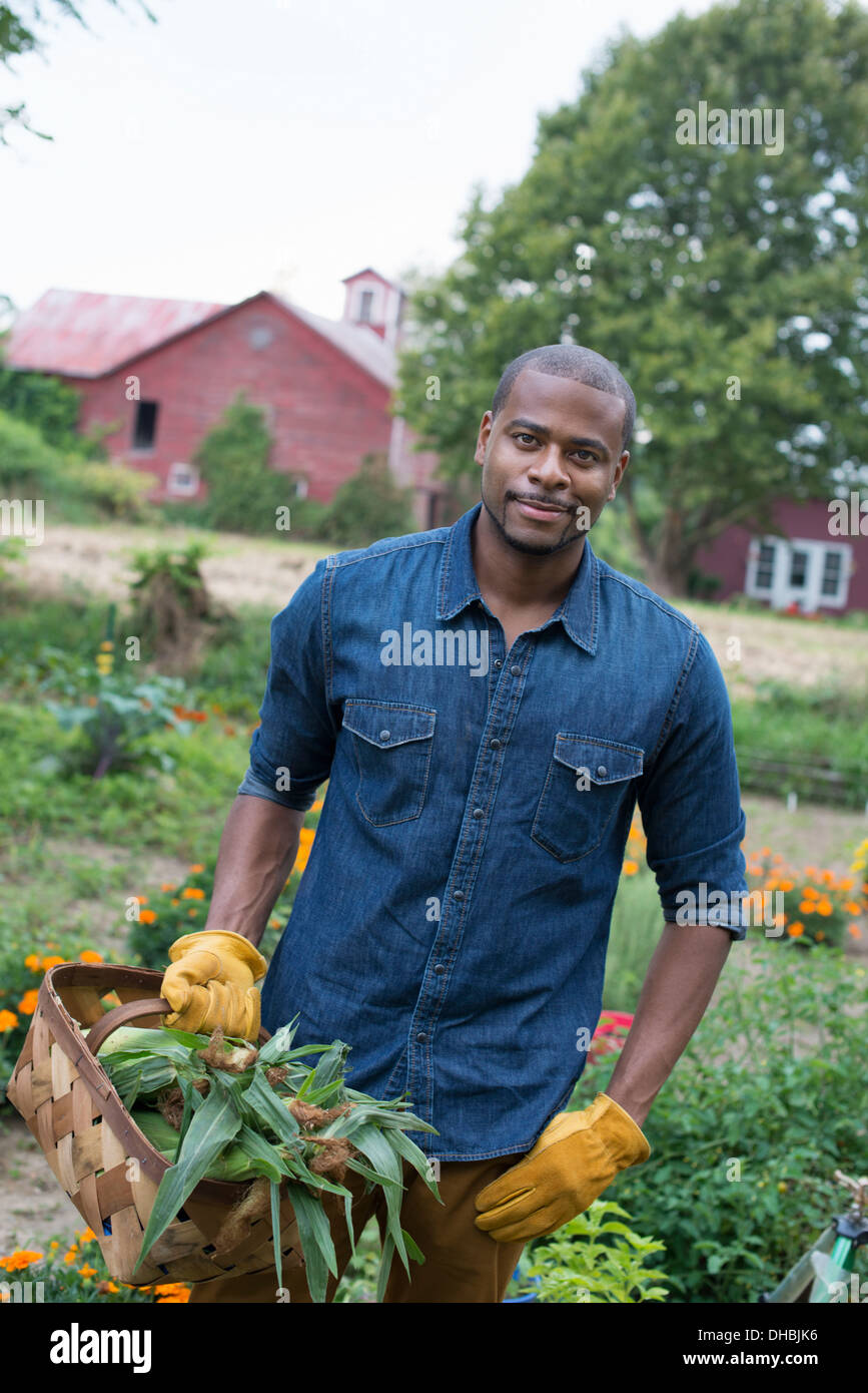 Ein Bio-Gemüsegarten auf einem Bauernhof. Ein Mann trägt einen Korb mit frisch geernteten Maiskolben. Stockfoto