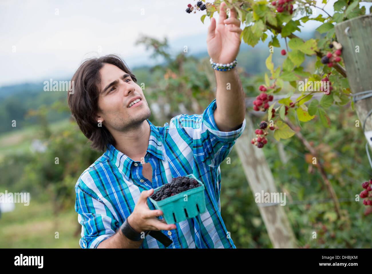 Ein junger Mann, wenn man auf einem Bio-Obst-Bauernhof Blackberry Früchte pflückt. Stockfoto