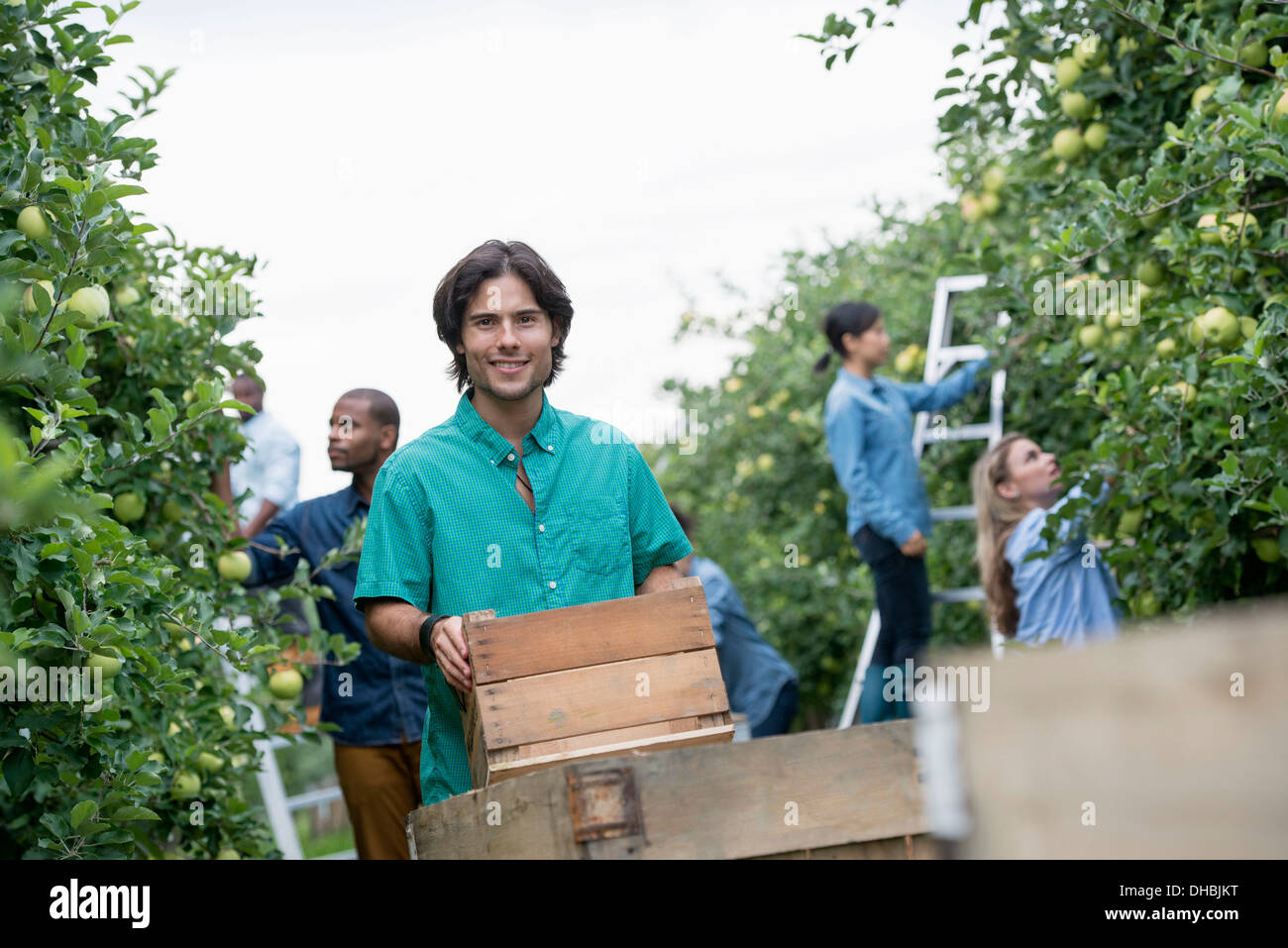 Einem organischen Obstgarten auf einem Bauernhof. Eine Gruppe von Menschen, die grüne Äpfel von den Bäumen pflücken. Stockfoto