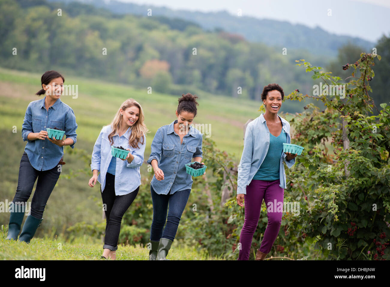 Wenn man auf einem Bio-Bauernhof Blackberry Früchte pflückt. Vier Frauen gehen in die Reihen der Frucht Stöcke. Stockfoto