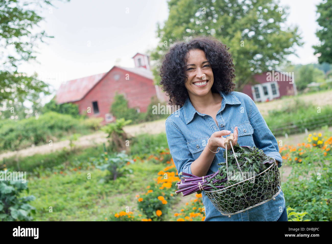 Ein Bio-Gemüsegarten auf einem Bauernhof. Eine Frau trägt einen Korb mit frisch geernteten lockigen grünen Blättern. Stockfoto