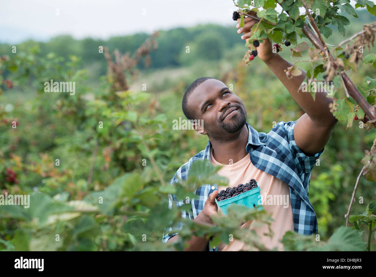 Wenn man auf einem Bio-Bauernhof Blackberry Früchte pflückt. Ein Mann bis zu Abholung Beeren. Stockfoto
