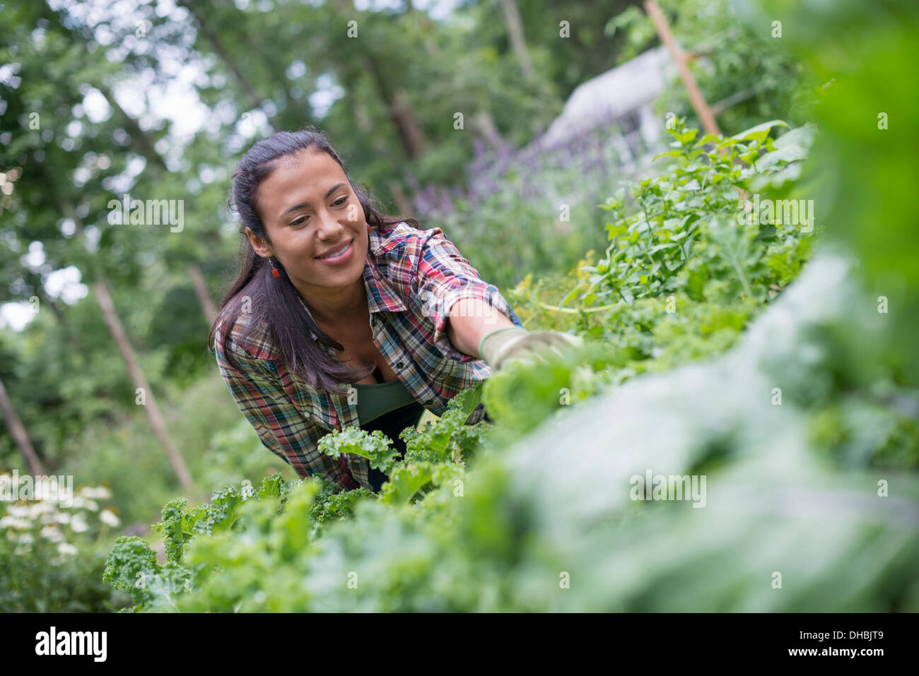 Eine Frau gelehnt, um frische Kräuter und Gemüse in einem Garten zu holen. Stockfoto