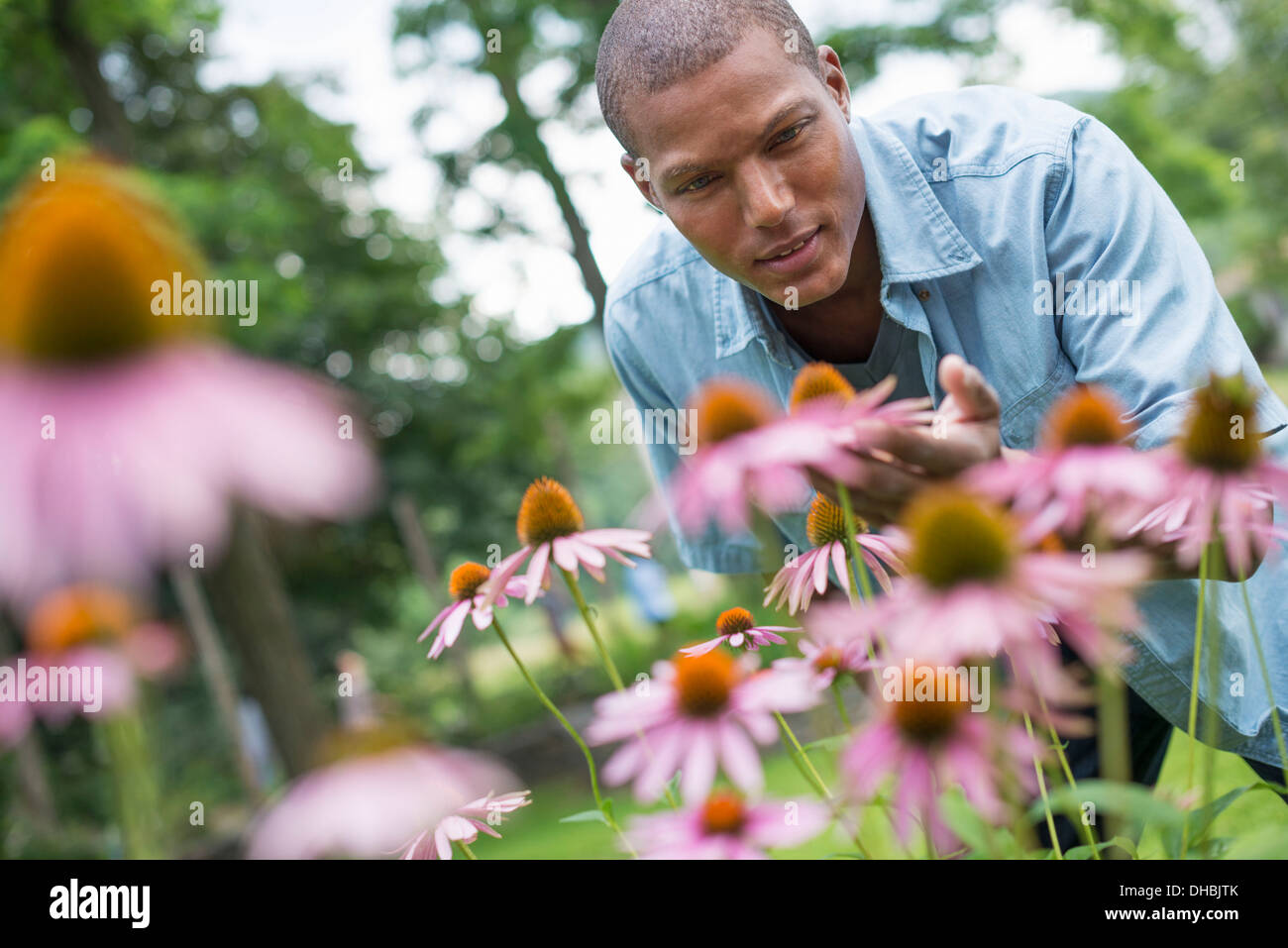 Ein Mann in einem Garten biegen um Echinacea Pflanzen geschnitten. Stockfoto