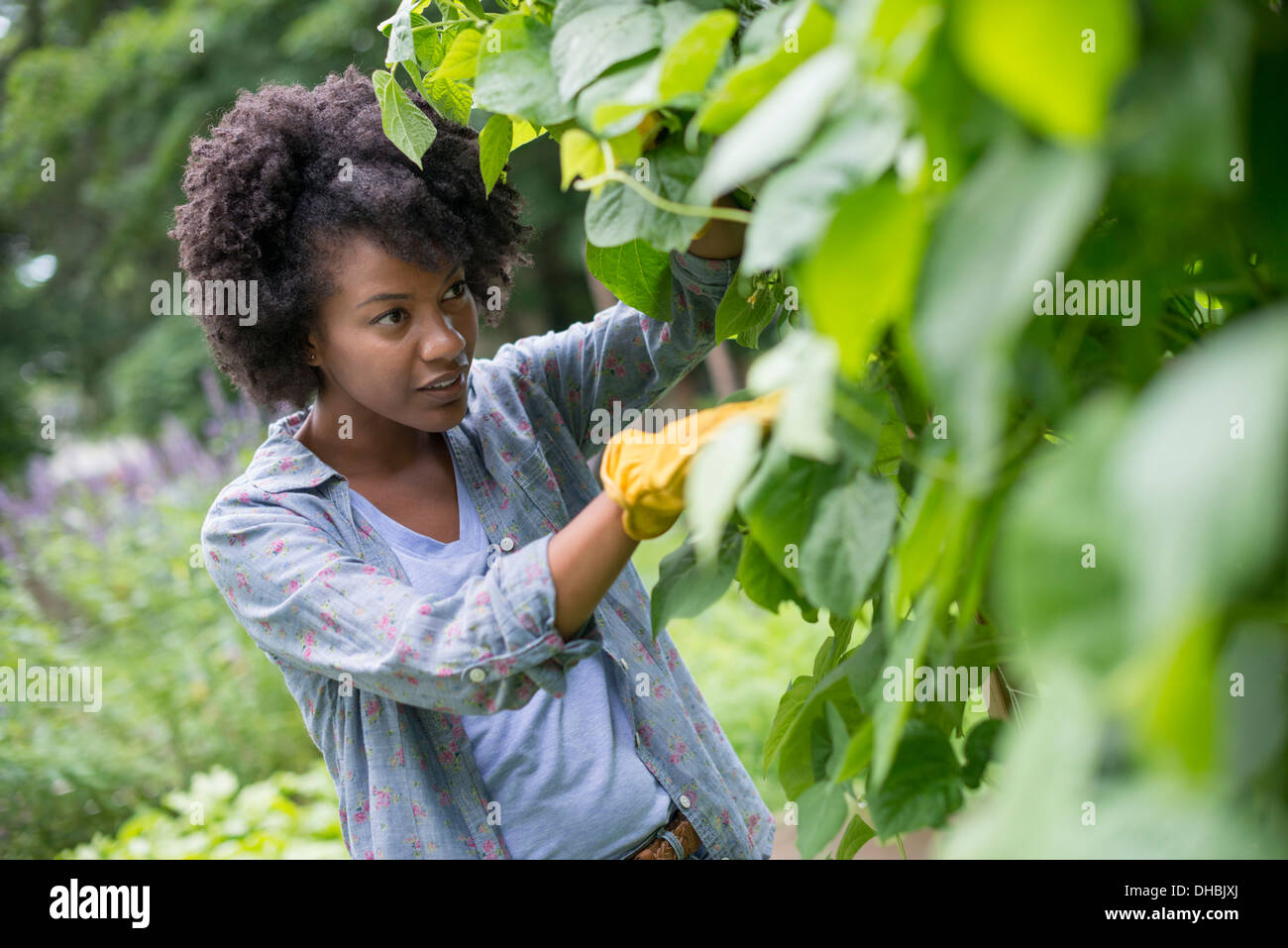 Eine Frau, die Kommissionierung grüne Bohnen in einem Gemüsegarten. Stockfoto