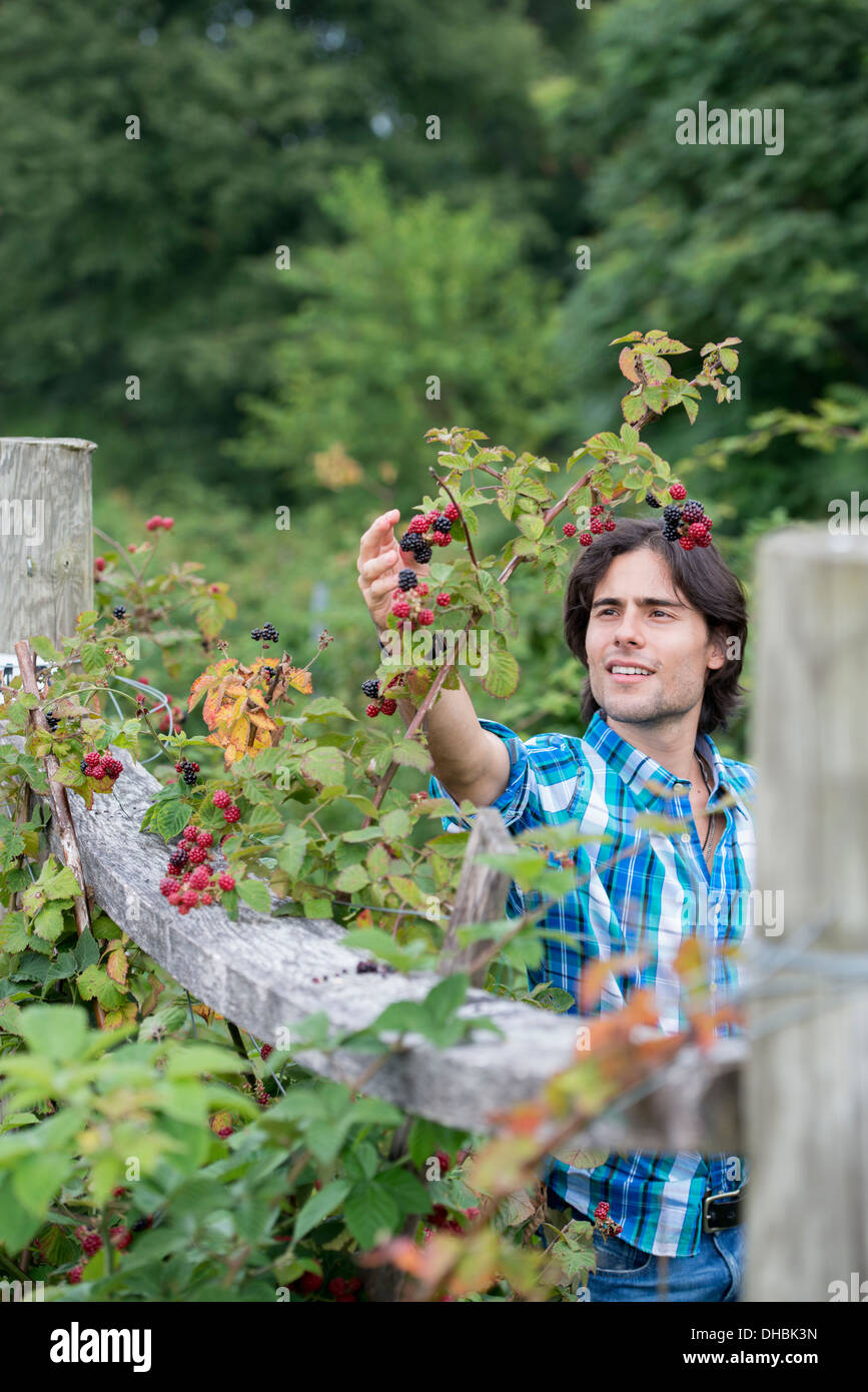 Ein junger Mann, wenn man auf einem Bio-Obst-Bauernhof Blackberry Früchte pflückt. Stockfoto