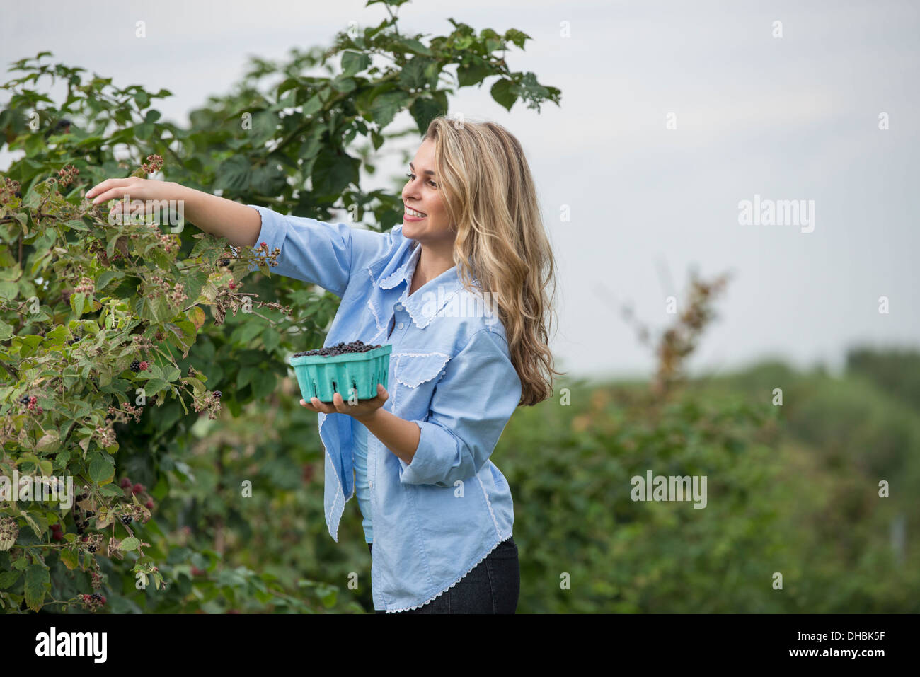 Eine Frau bis zu Abholung Beeren aus einem Blackberry Busch auf einem Bio-Obst-Bauernhof. Stockfoto