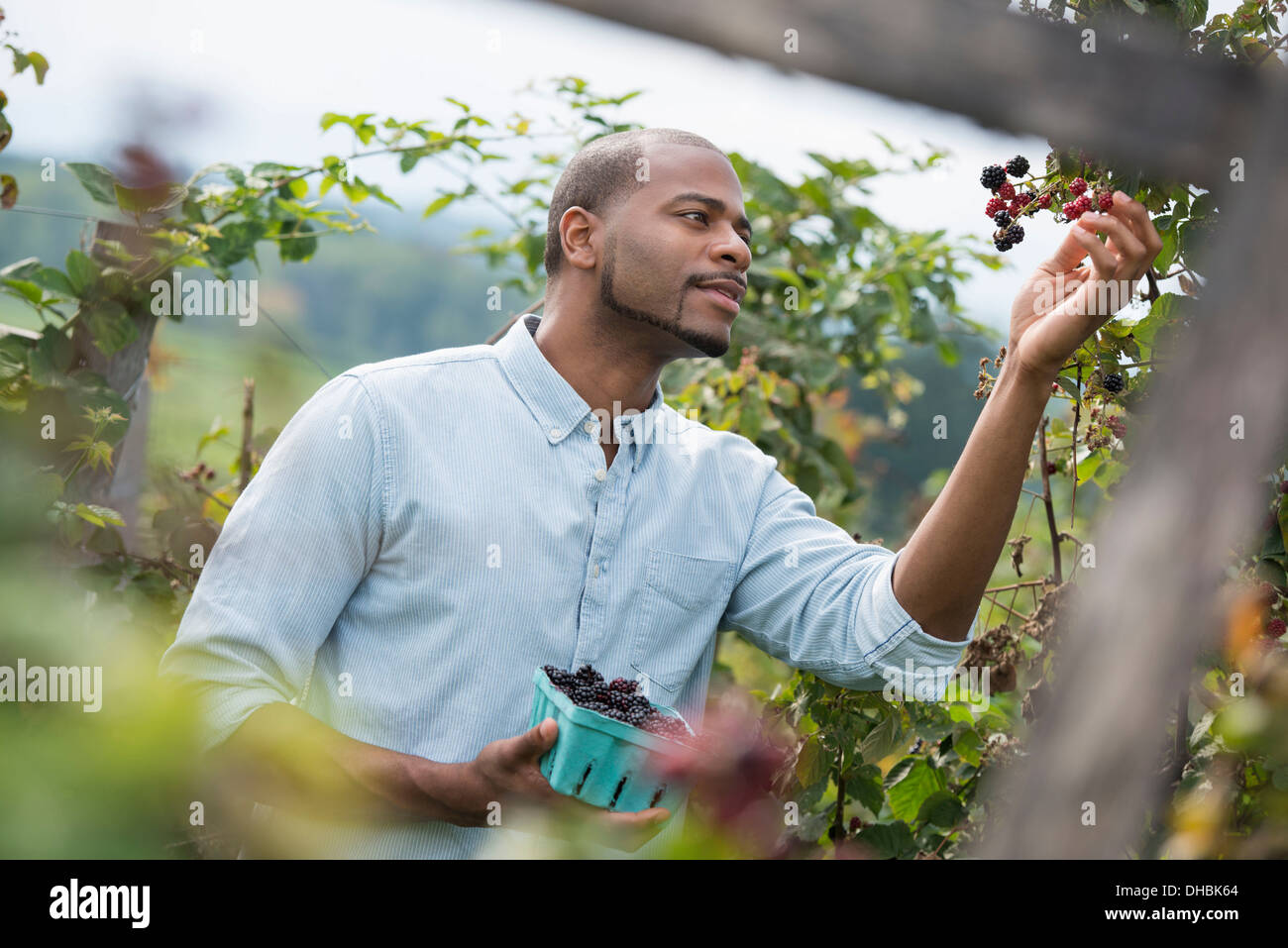 Ein Mann bis zu Abholung Beeren aus einem Blackberry Busch auf einem Bio-Obst-Bauernhof. Stockfoto