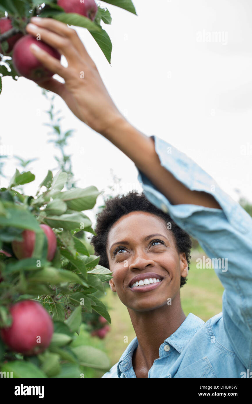 Ein Bio-Apfel-Baum-Obstgarten. Eine Frau, die reifen roten Äpfel zu pflücken. Stockfoto
