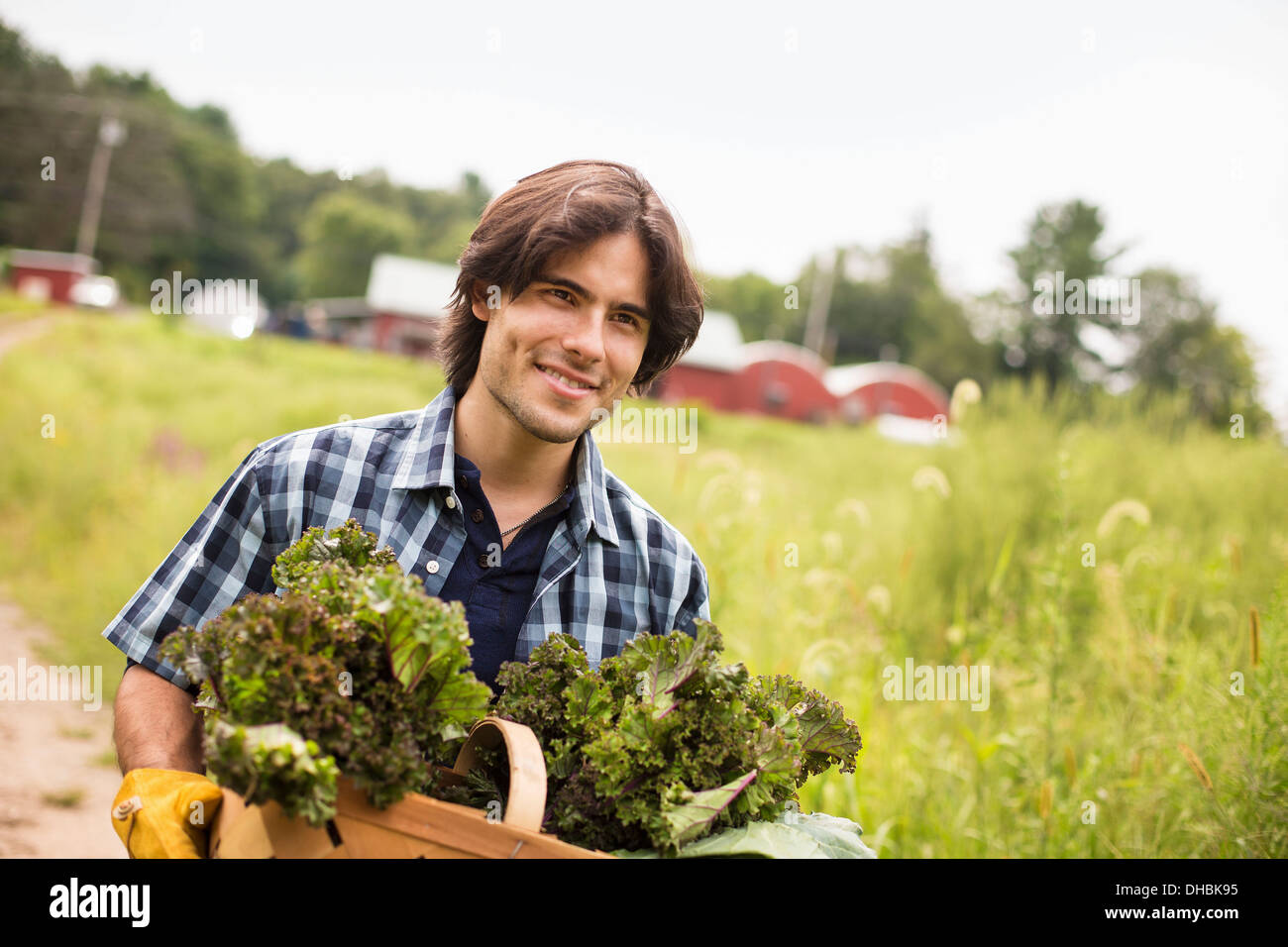 Ein Mann trägt einen Korb mit frisch gepflückten Bio-Gemüse, arbeitet auf einem Bio-Bauernhof. Stockfoto