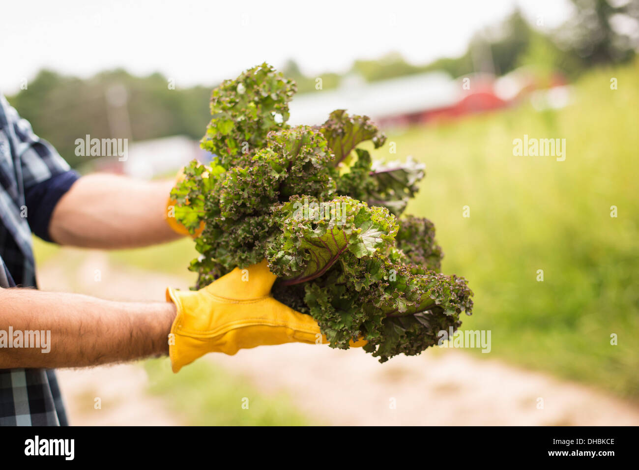 Arbeiten auf einem Bio-Bauernhof. Ein Mann hält eine Handvoll frisches grünes Gemüse, frisch gepflückten zu produzieren. Stockfoto