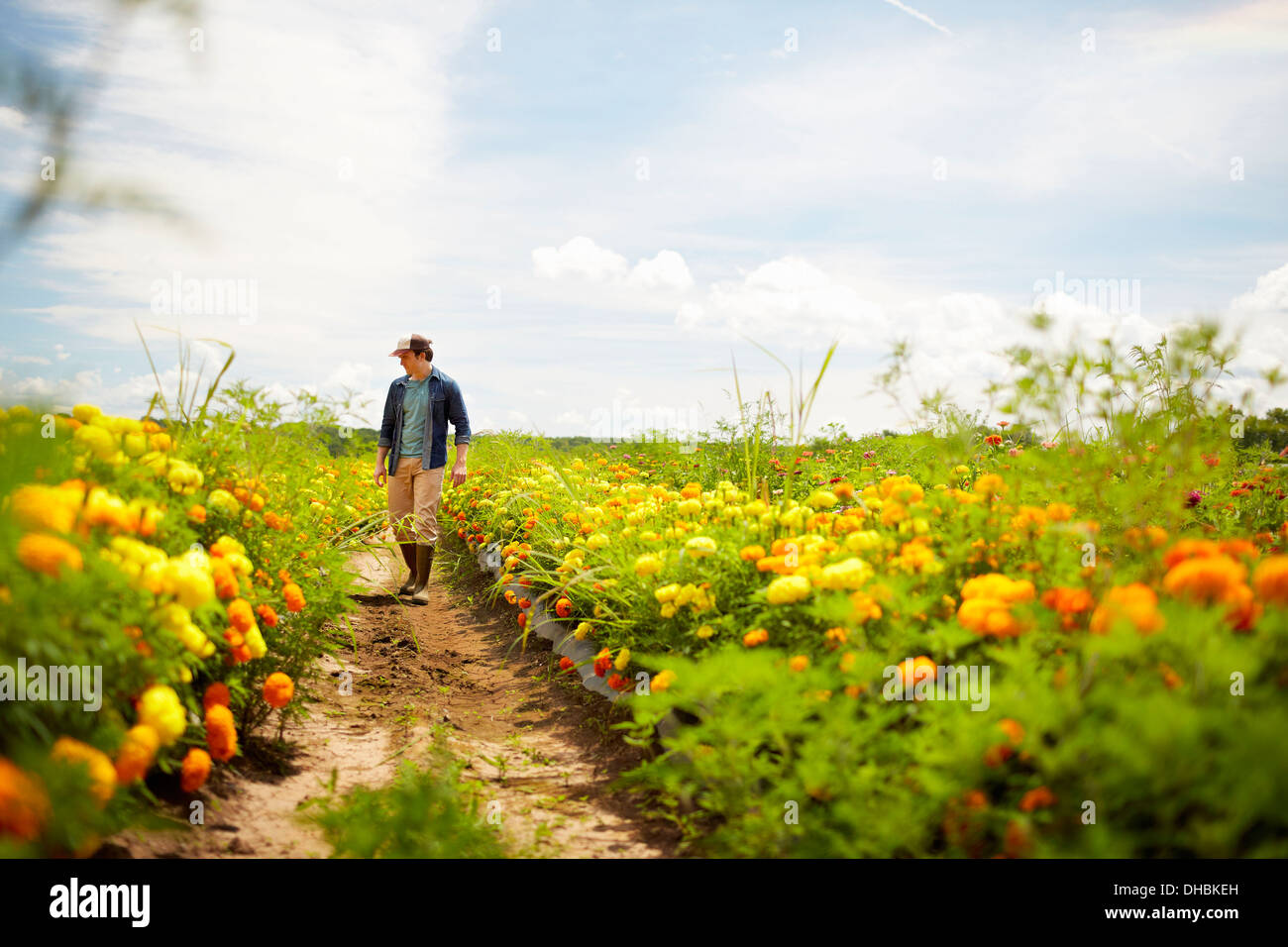 Ein Bauer bei seiner Feldarbeit im Staat New York. Eine gelbe und Orange aus biologischem Anbau Blume zuschneiden. Stockfoto