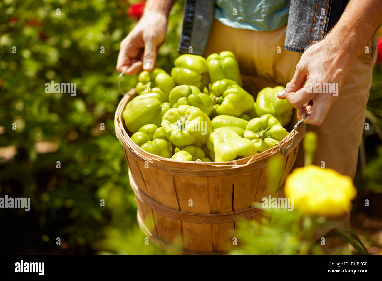 Ein Mann trägt einen vollen Korb mit grüner Paprika. Stockfoto